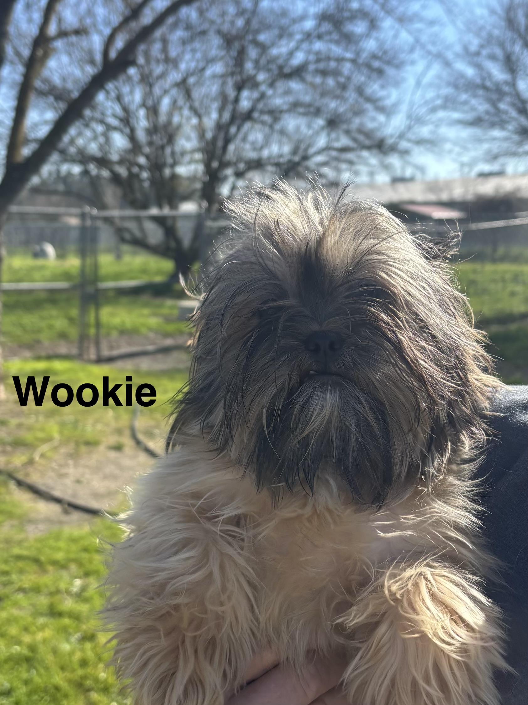 Wookie, adopted, Puppy Female Maltese.