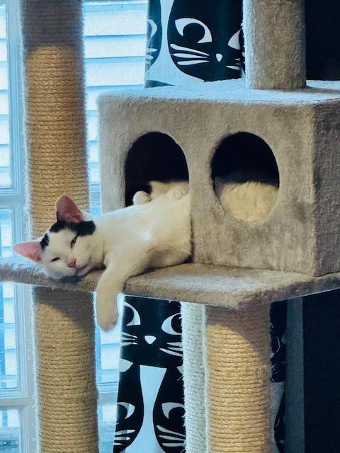 Squish, a Adoptable Domestic Short Hair in Cleveland, OH image 1/6