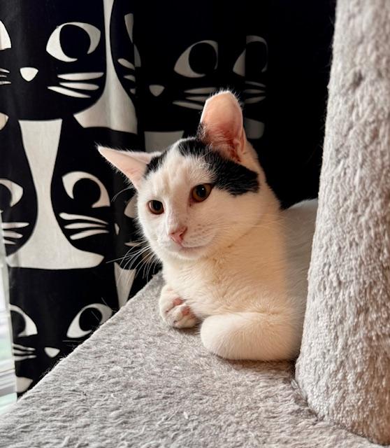 Squish, a Adoptable Domestic Short Hair in Cleveland, OH image 4/6