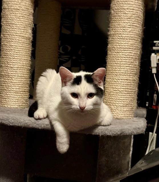 Squish, a Adoptable Domestic Short Hair in Cleveland, OH image 5/6