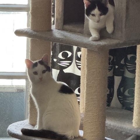 Squish, a Adoptable Domestic Short Hair in Cleveland, OH image 6/6