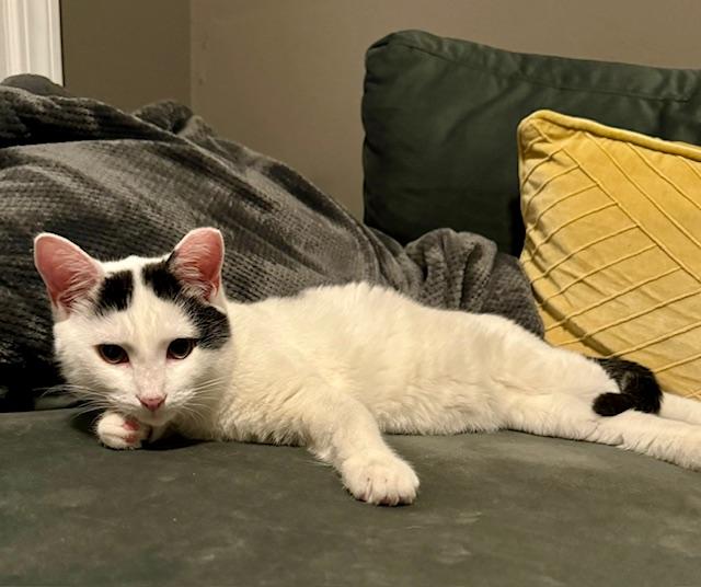 Squish, a Adoptable Domestic Short Hair in Cleveland, OH image 3/6