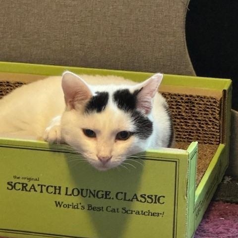 Squish, Adoptable, Young Male Domestic Short Hair.