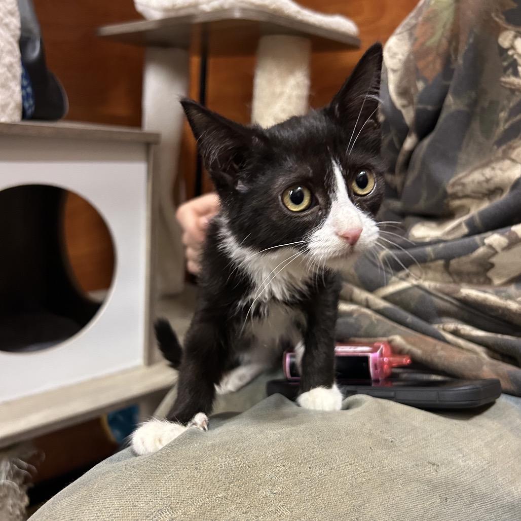 Emily, Adoptable, Kitten Female Domestic Short Hair.