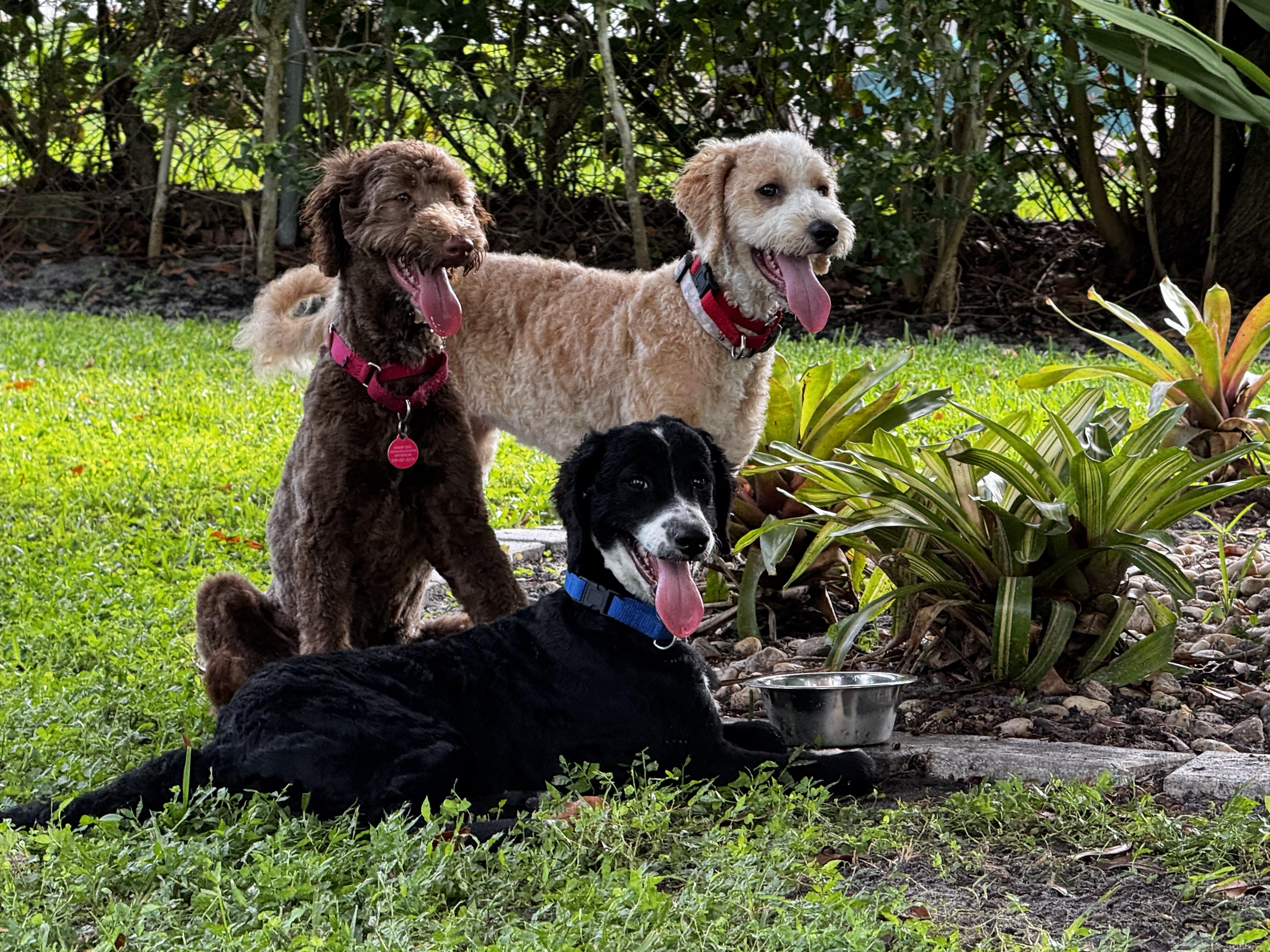Smart, Fun and Play!!, an adoptable Aussiedoodle in Fort Myers Beach, FL, 33932 | Photo Image 3