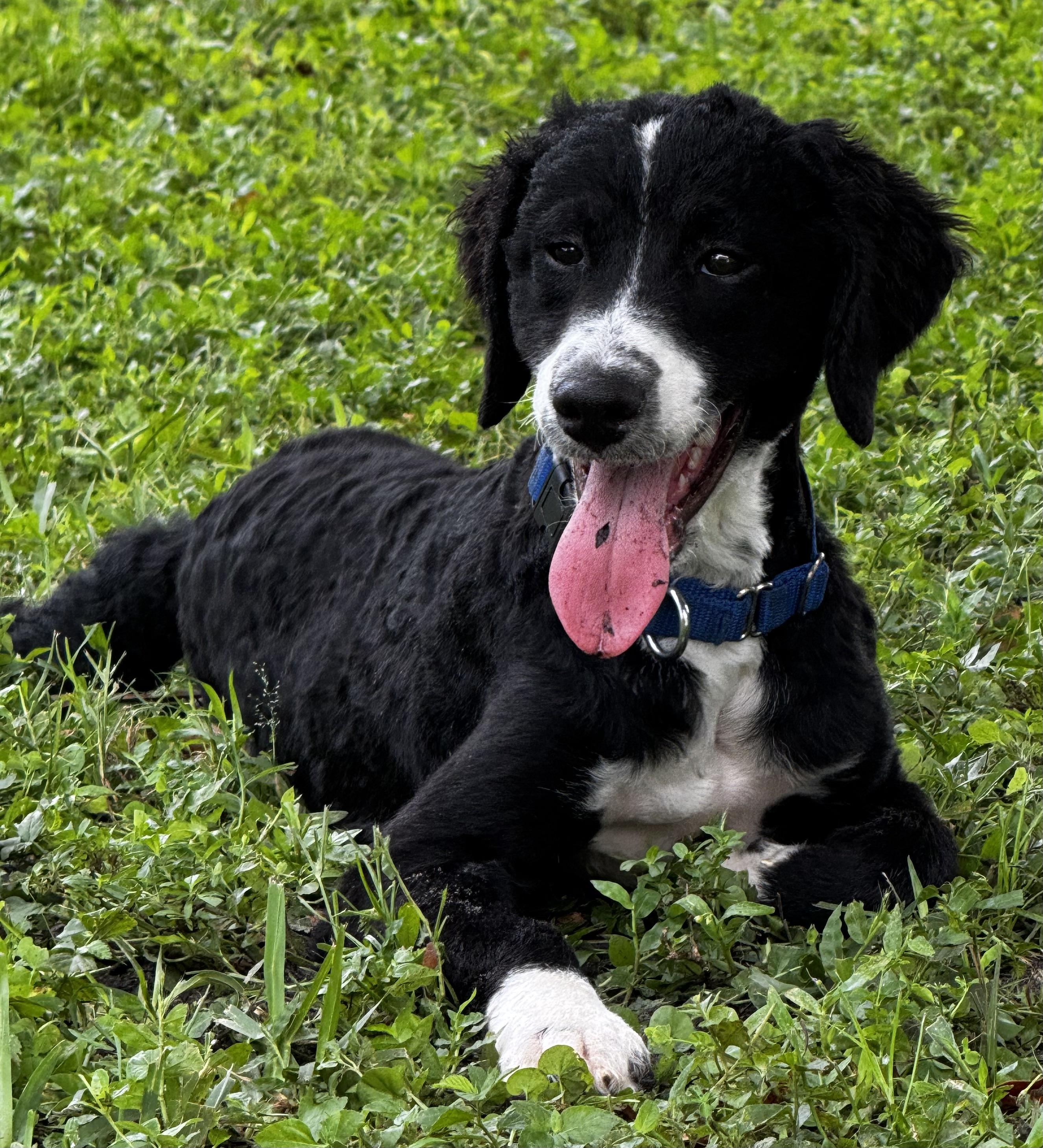 Smart, Fun and Play!!, an adoptable Aussiedoodle in Fort Myers Beach, FL, 33932 | Photo Image 1
