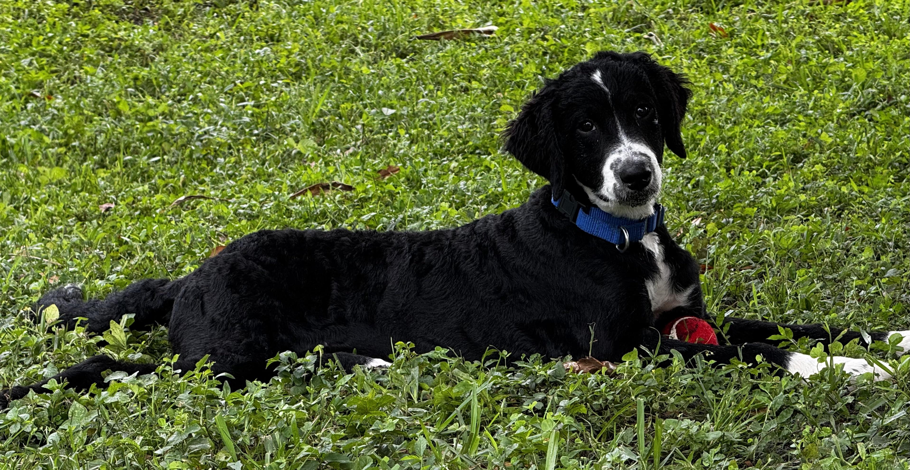 Smart, Fun and Play!!, an adoptable Aussiedoodle in Fort Myers Beach, FL, 33932 | Photo Image 2