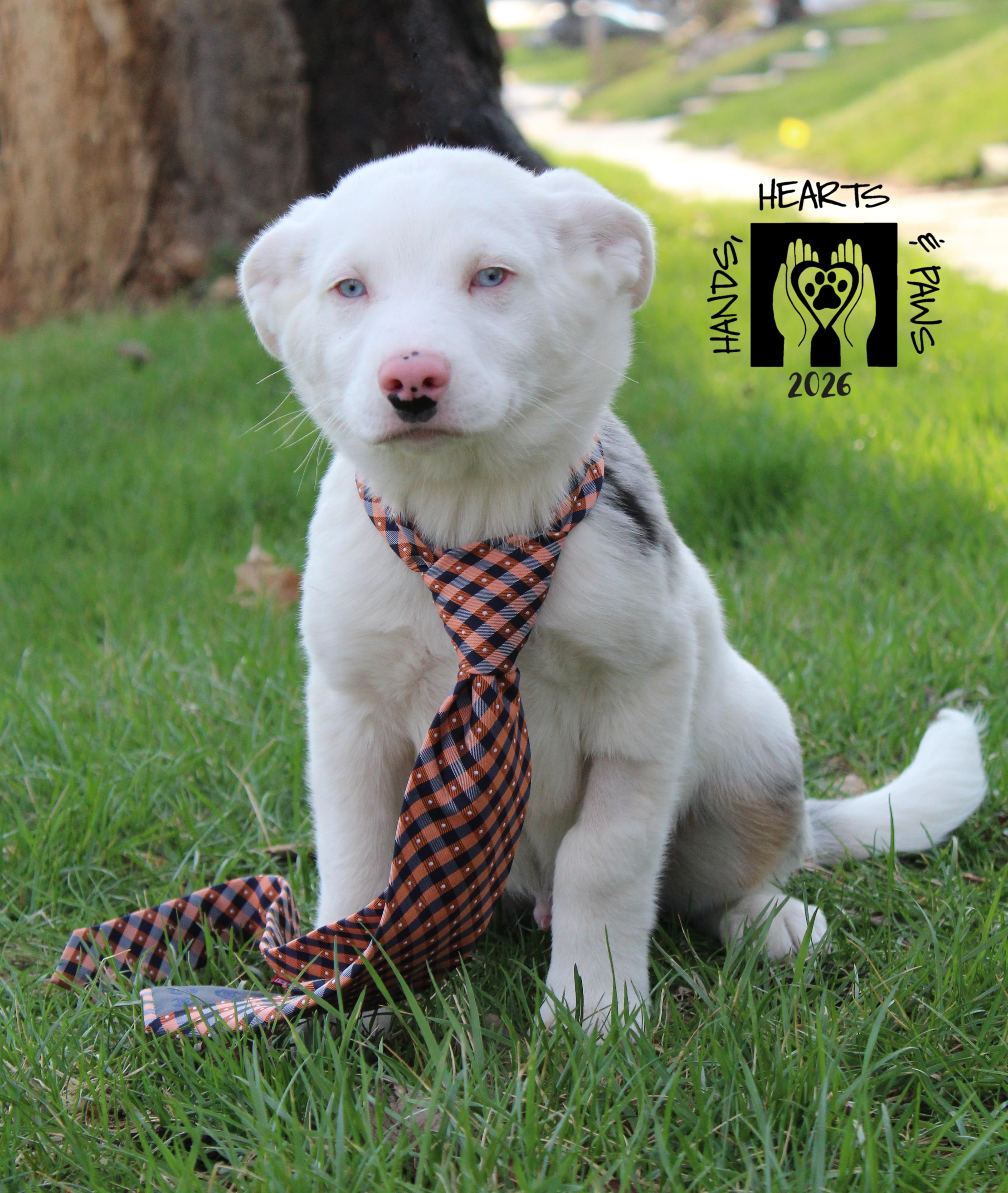 Enlarge Doc Holiday, an adopted mixed breed in Omaha, NE image 4/6