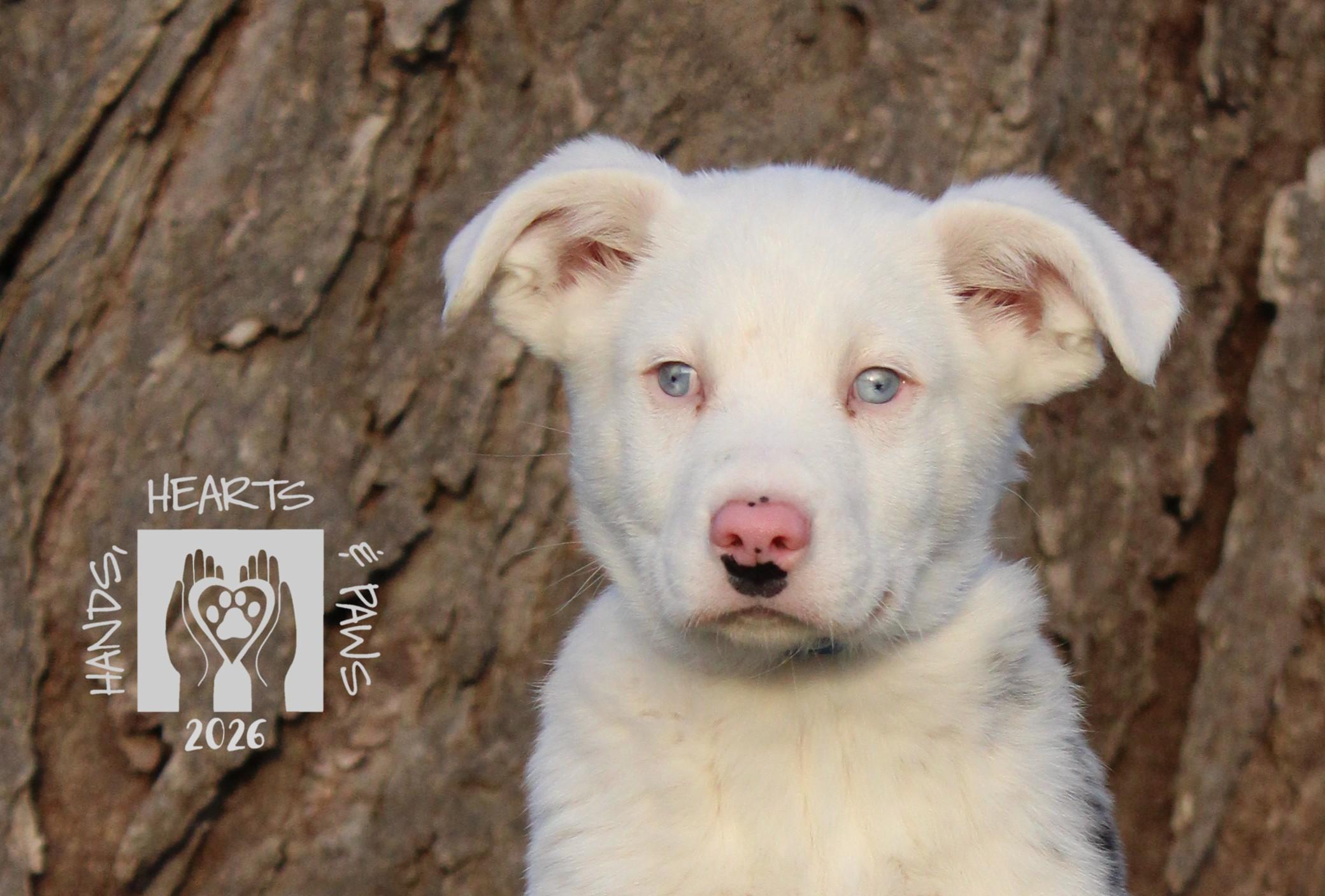 Enlarge Doc Holiday, a Adoptable mixed breed in Omaha, NE image 3/3