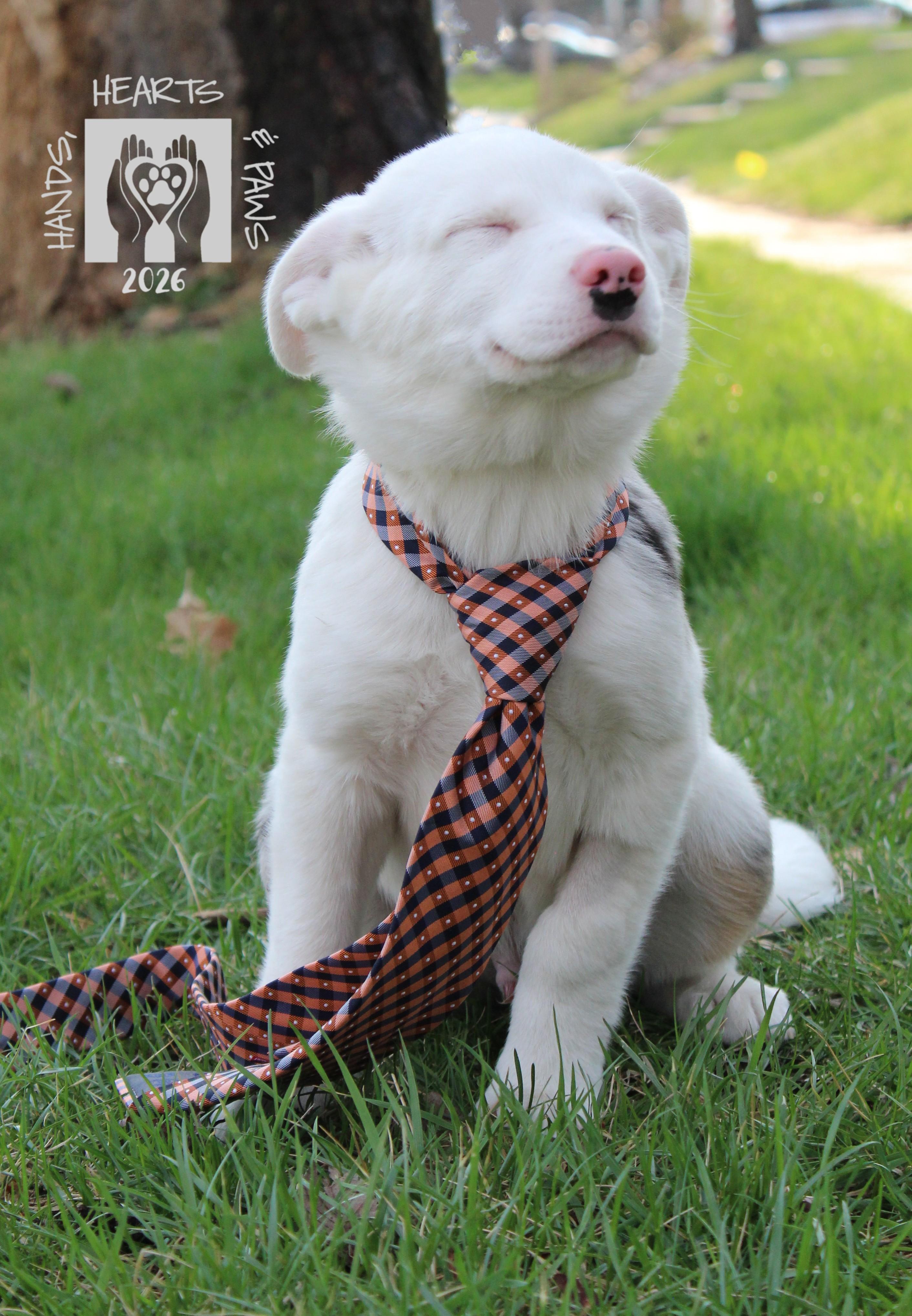 Doc Holiday, adopted, Puppy Male Border Collie & Australian Shepherd.