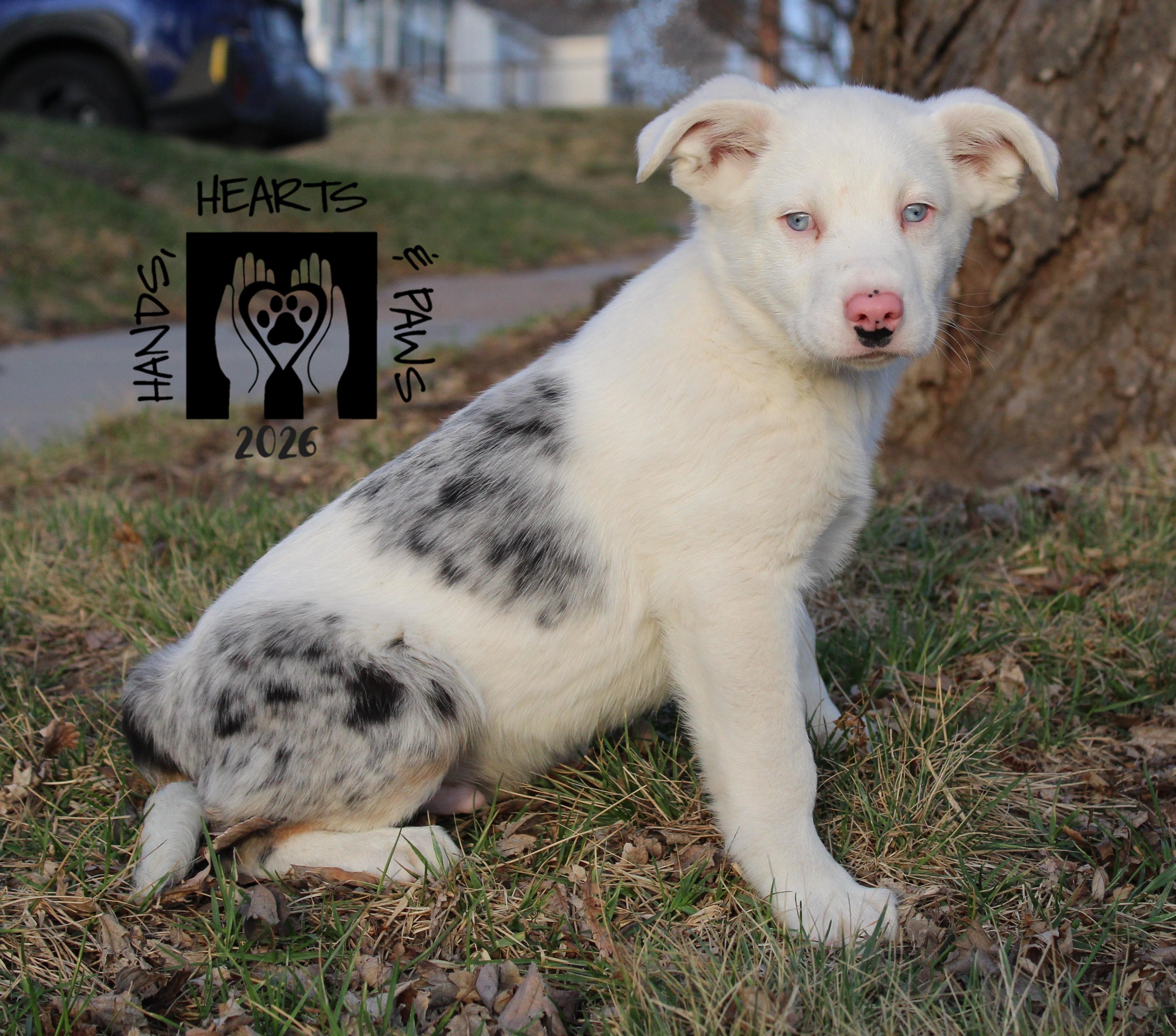 Doc Holiday, Adoptable, Puppy Male Border Collie & Australian Shepherd.