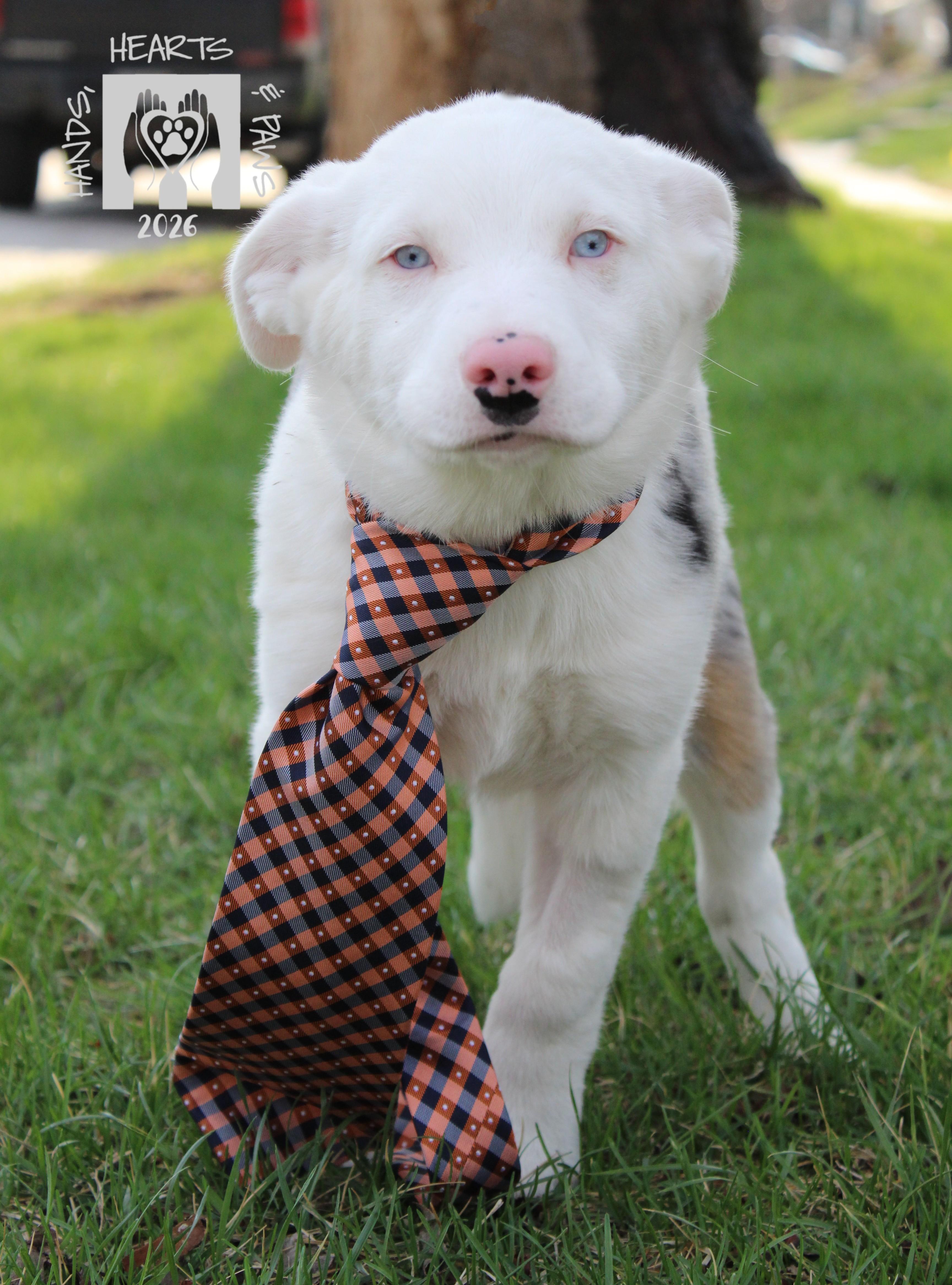 Enlarge Doc Holiday, an adopted mixed breed in Omaha, NE image 5/6