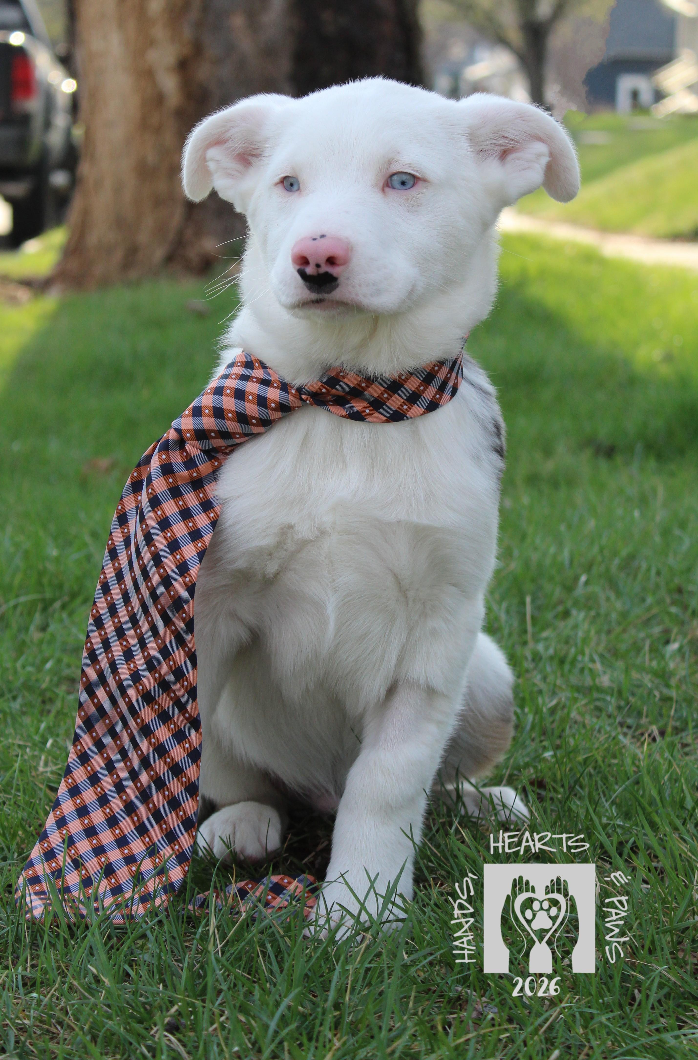 Enlarge Doc Holiday, an adopted mixed breed in Omaha, NE image 6/6