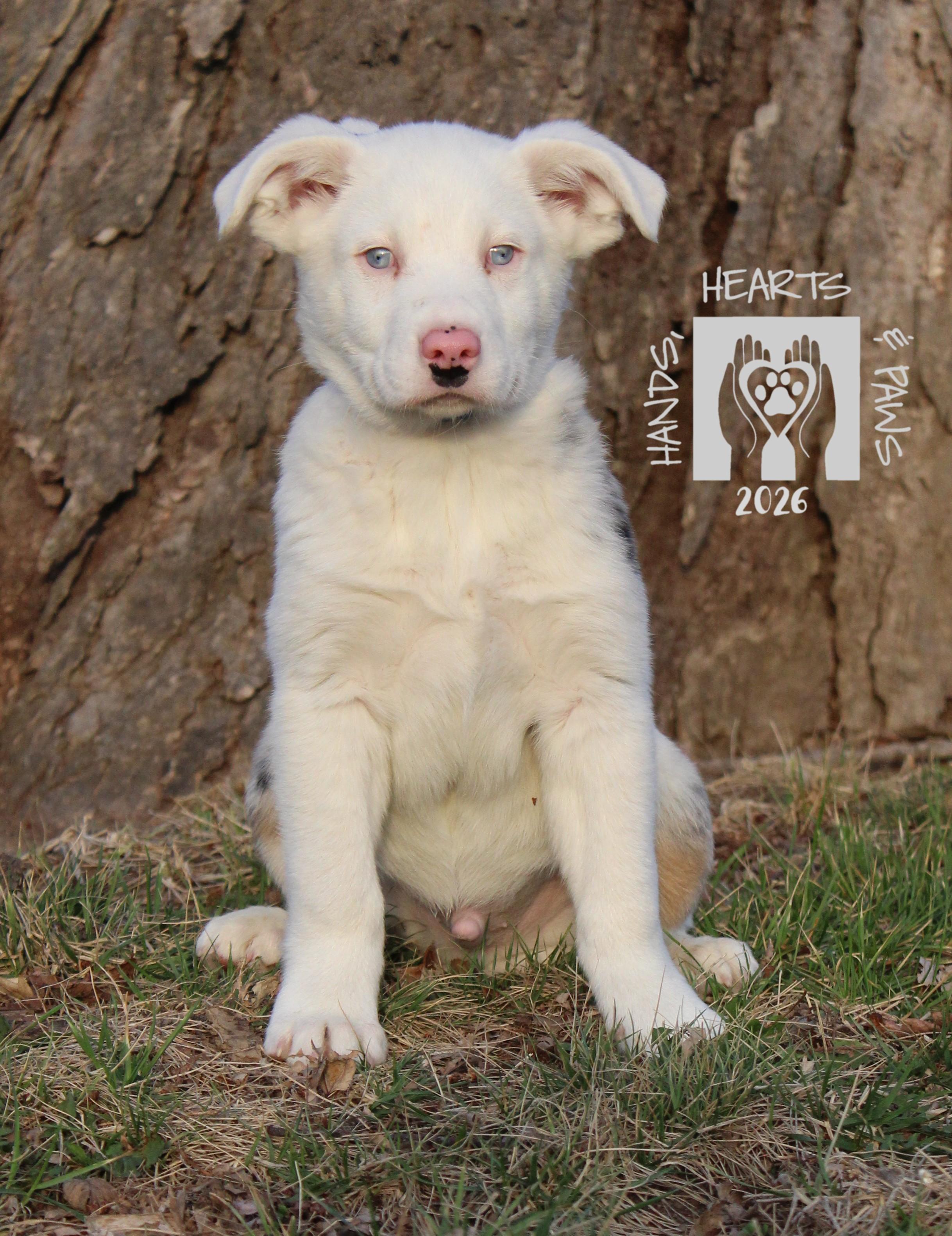 Enlarge Doc Holiday, a Adoptable mixed breed in Omaha, NE image 2/3