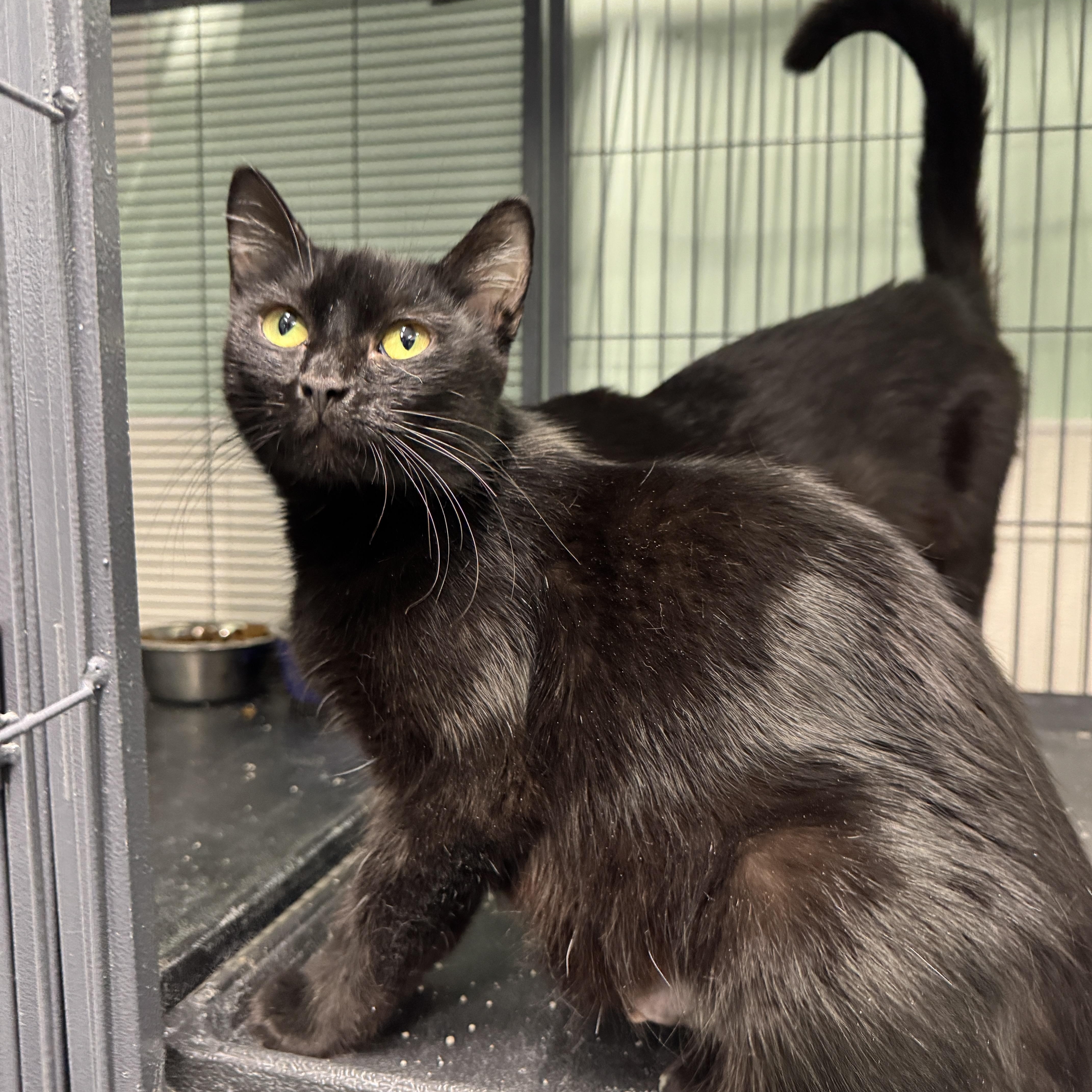 Campbell, Adult Female Domestic Short Hair