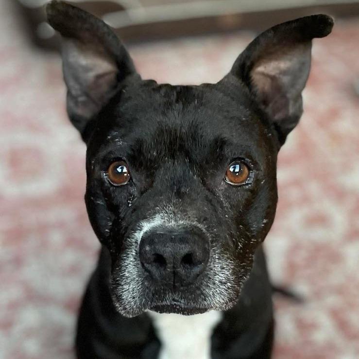 Enlarge Ace, a Adoptable Pit Bull Terrier in Harlingen, TX image 1/2