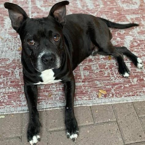 Ace, a Adoptable Pit Bull Terrier in Harlingen, TX image 2/2