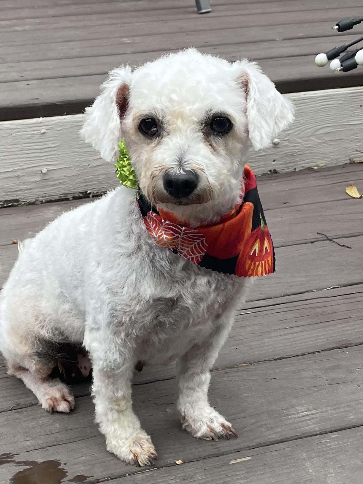 Cupcake, ADOPTABLE, Adult Female Bichon Frise.