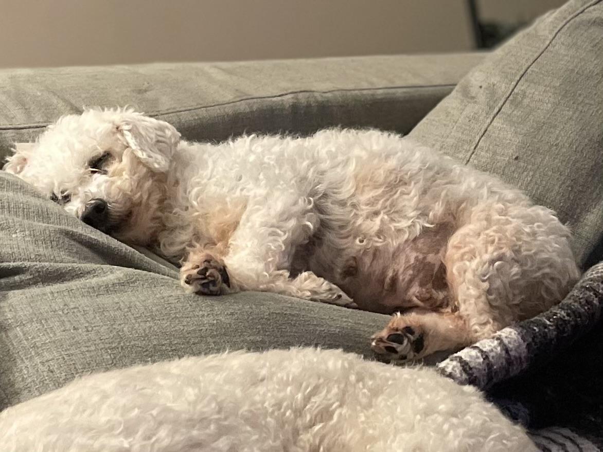 Cupcake, a ADOPTABLE Bichon Frise in Media, PA image 2/4