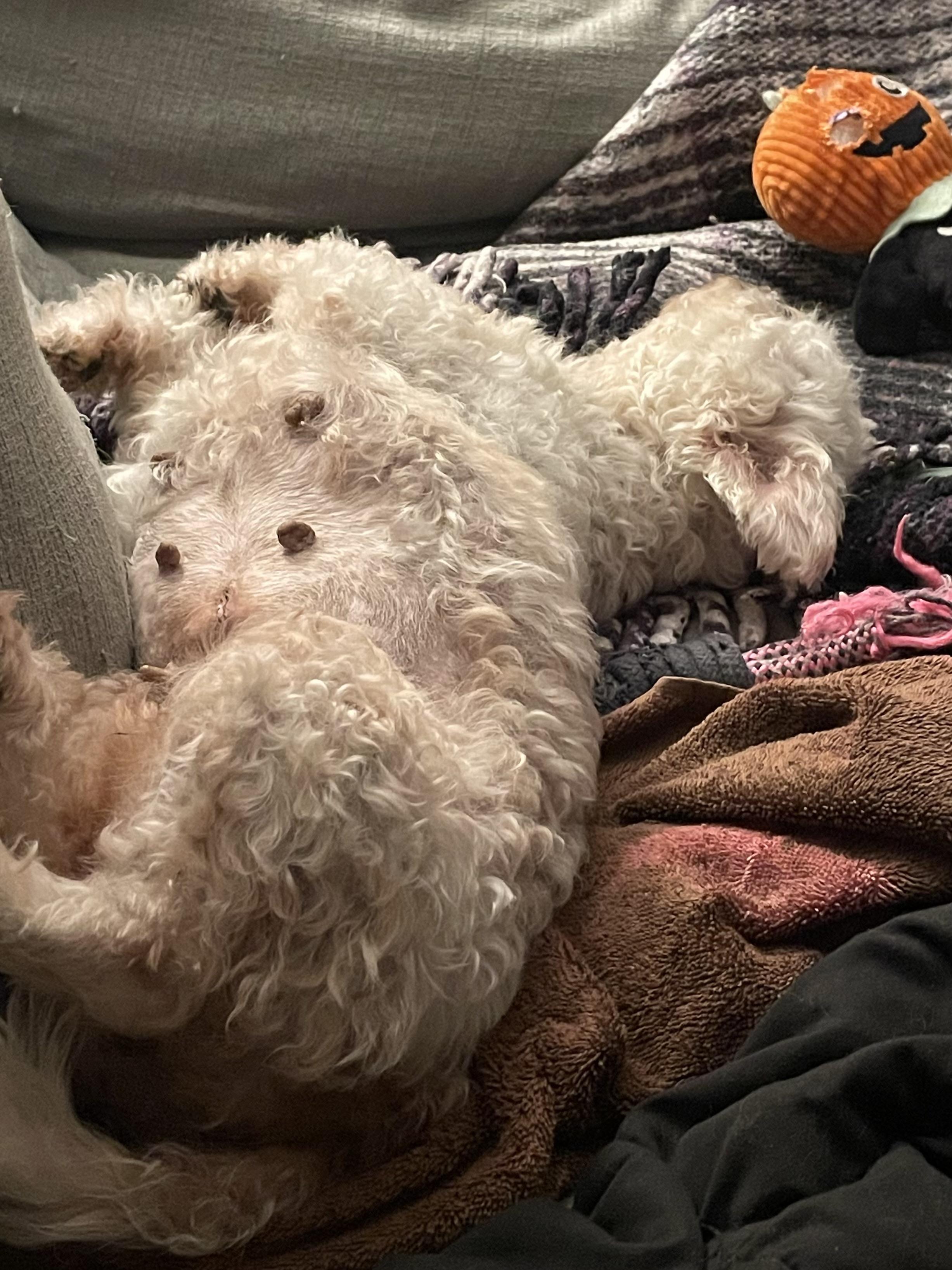 Cupcake, a ADOPTABLE Bichon Frise in Media, PA image 3/4