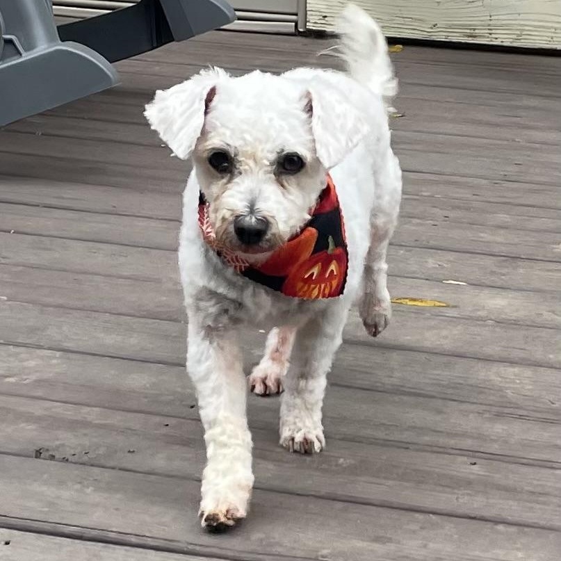 Cupcake, a ADOPTABLE Bichon Frise in Media, PA image 4/4