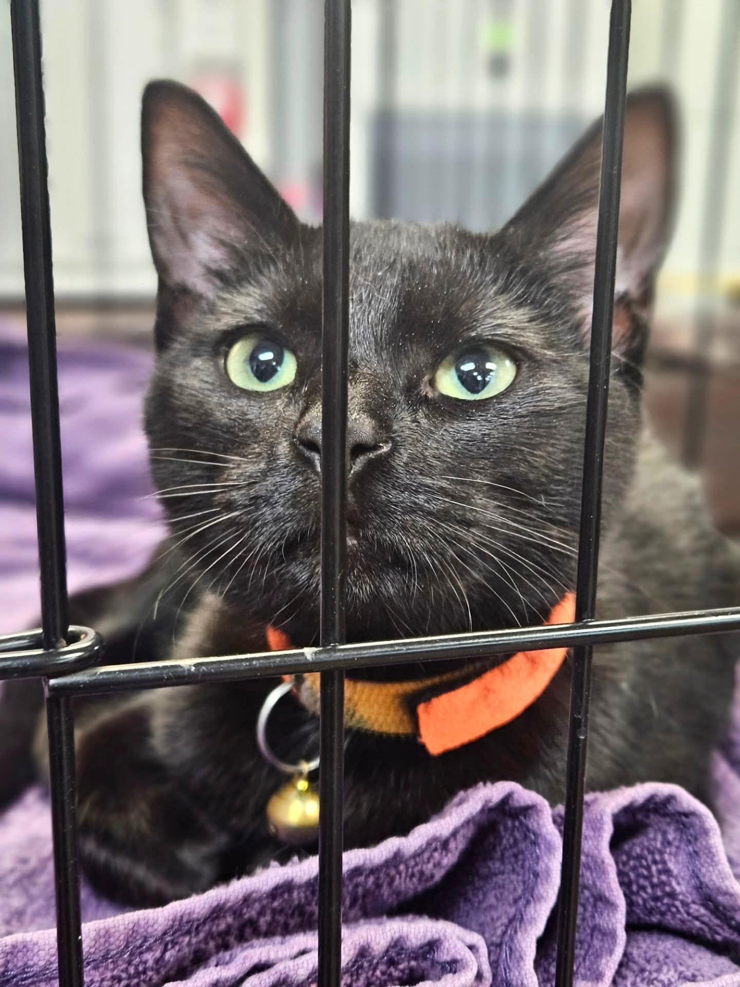 Banshee, Adopted, Kitten Female Domestic Short Hair.