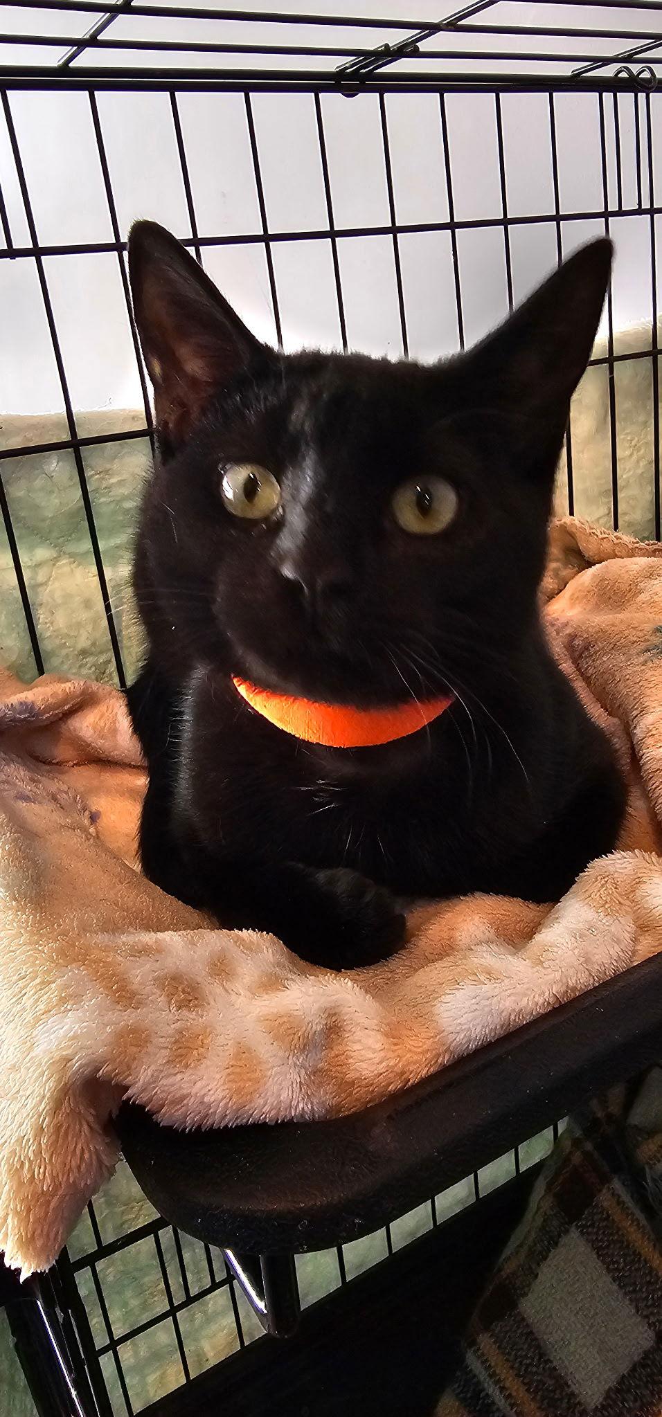 Enlarge Banshee, a Adopted Domestic Short Hair in Decatur, GA image 2/3