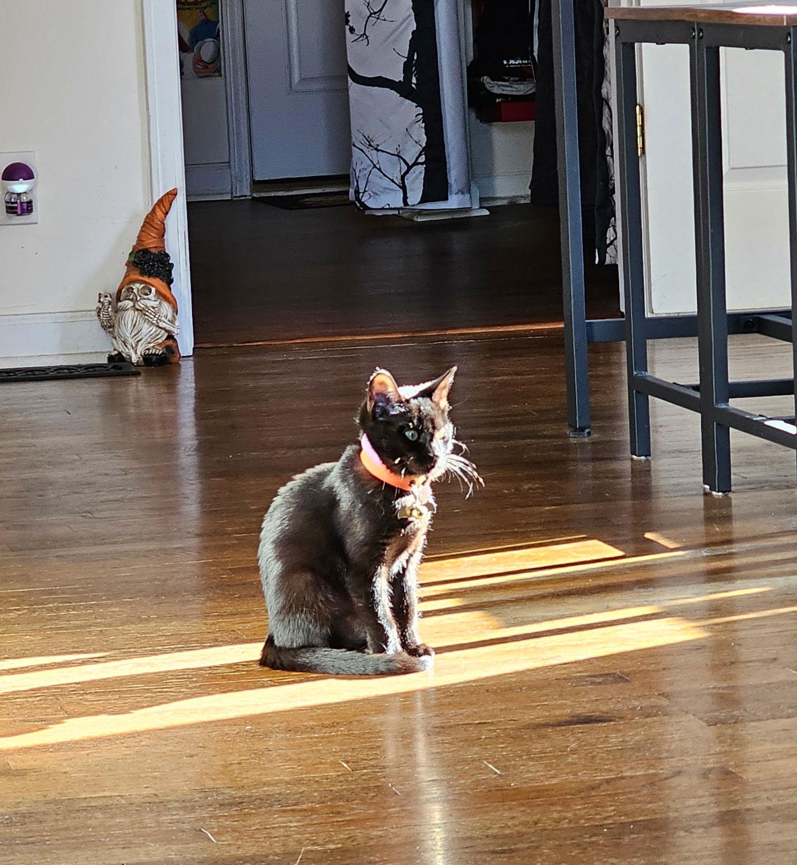 Enlarge Banshee, a Adopted Domestic Short Hair in Decatur, GA image 3/3