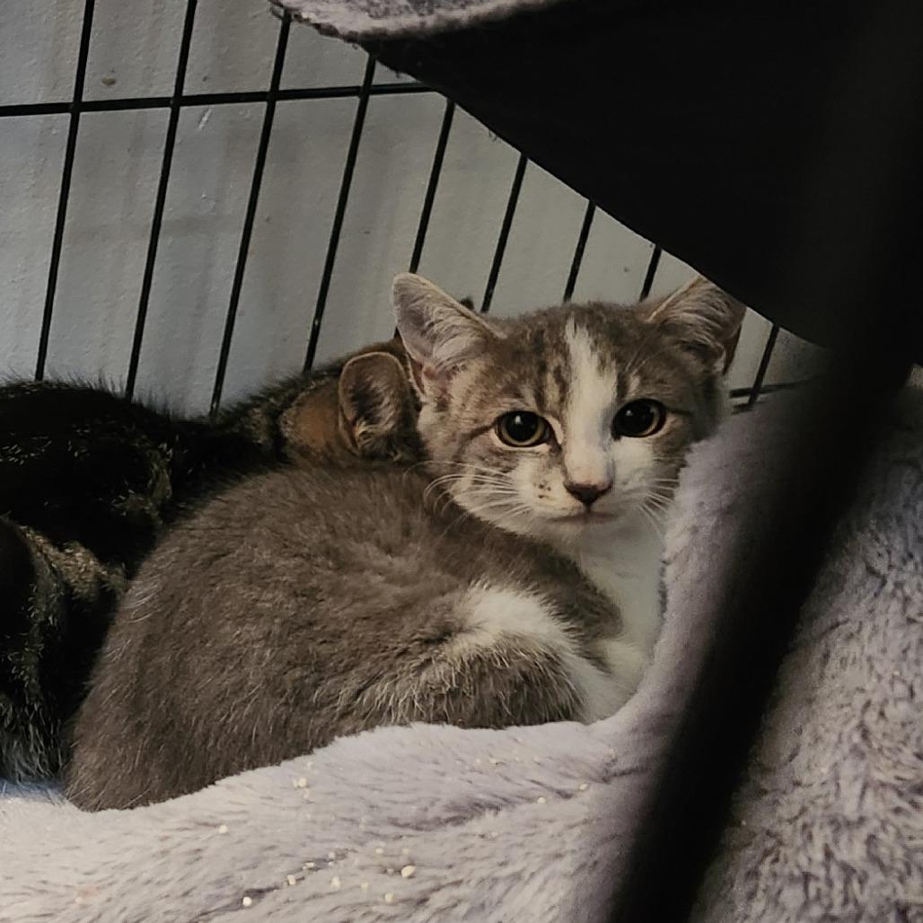 Penelope, Adoptable, Kitten Female Domestic Short Hair.