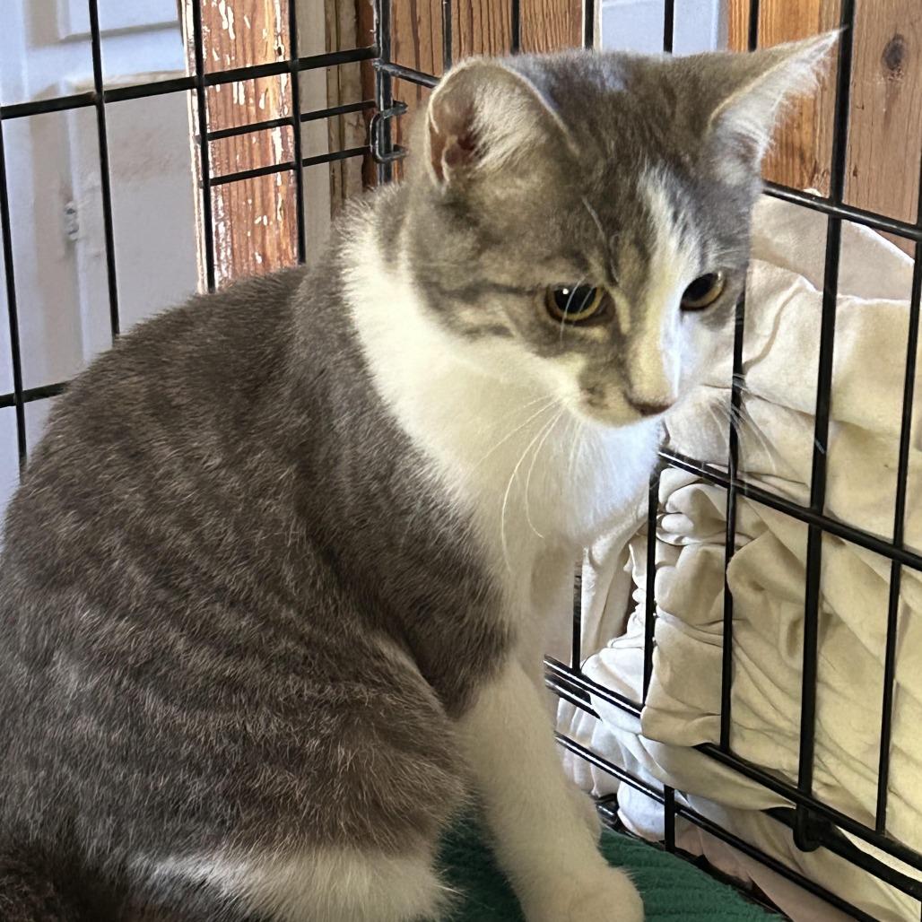 Enlarge Penelope, a Adoptable Domestic Short Hair in Charlottesville, VA image 2/2
