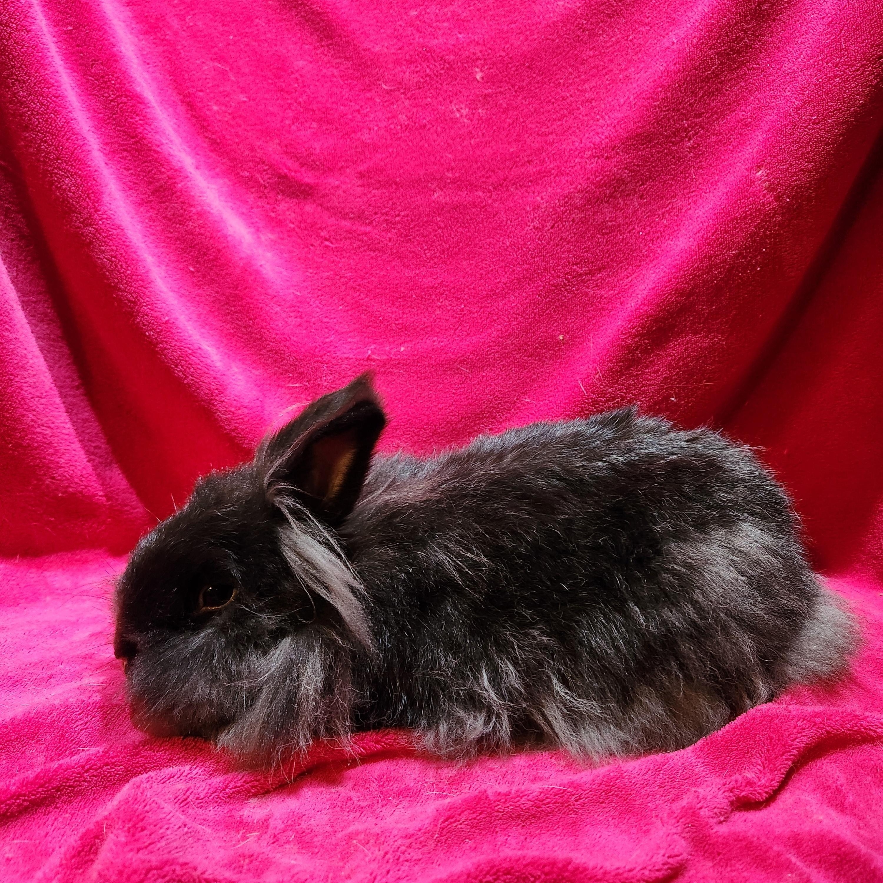 Enlarge Dr. Melphi, a Adopted Lionhead in Gig Harbor, WA image 4/4
