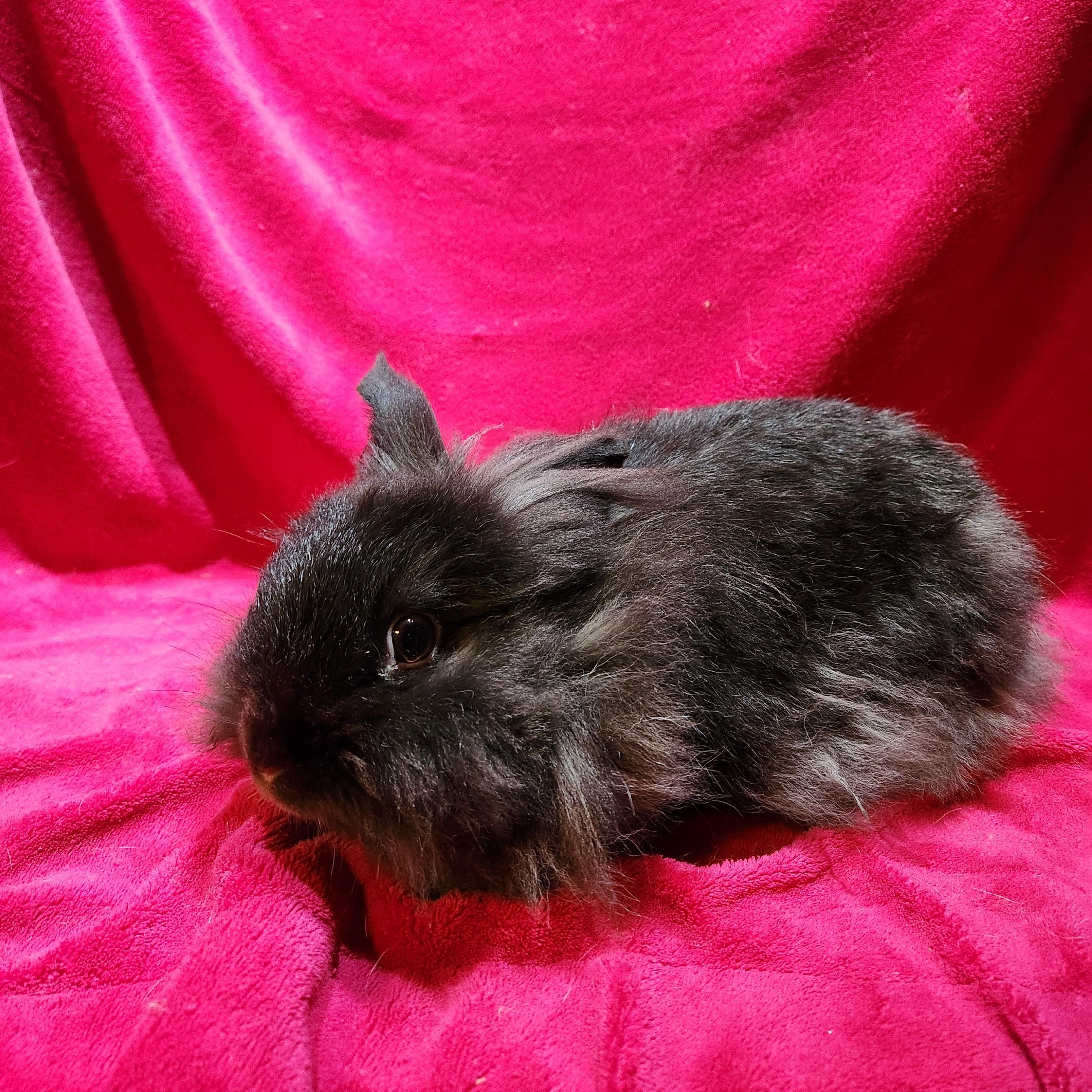 Enlarge Dr. Melphi, a Adopted Lionhead in Gig Harbor, WA image 2/4