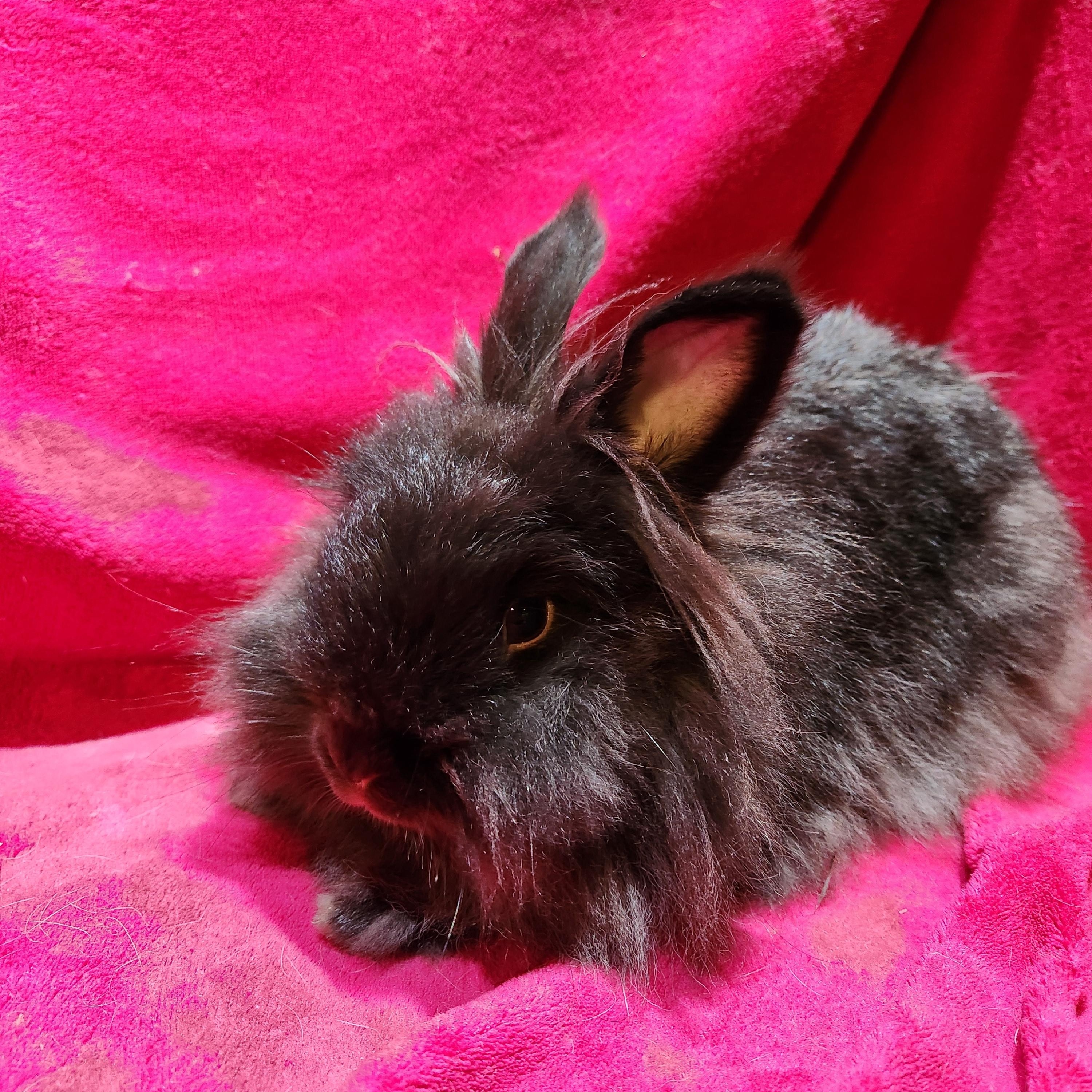 Dr. Melphi, Adopted, Adult Female Lionhead.