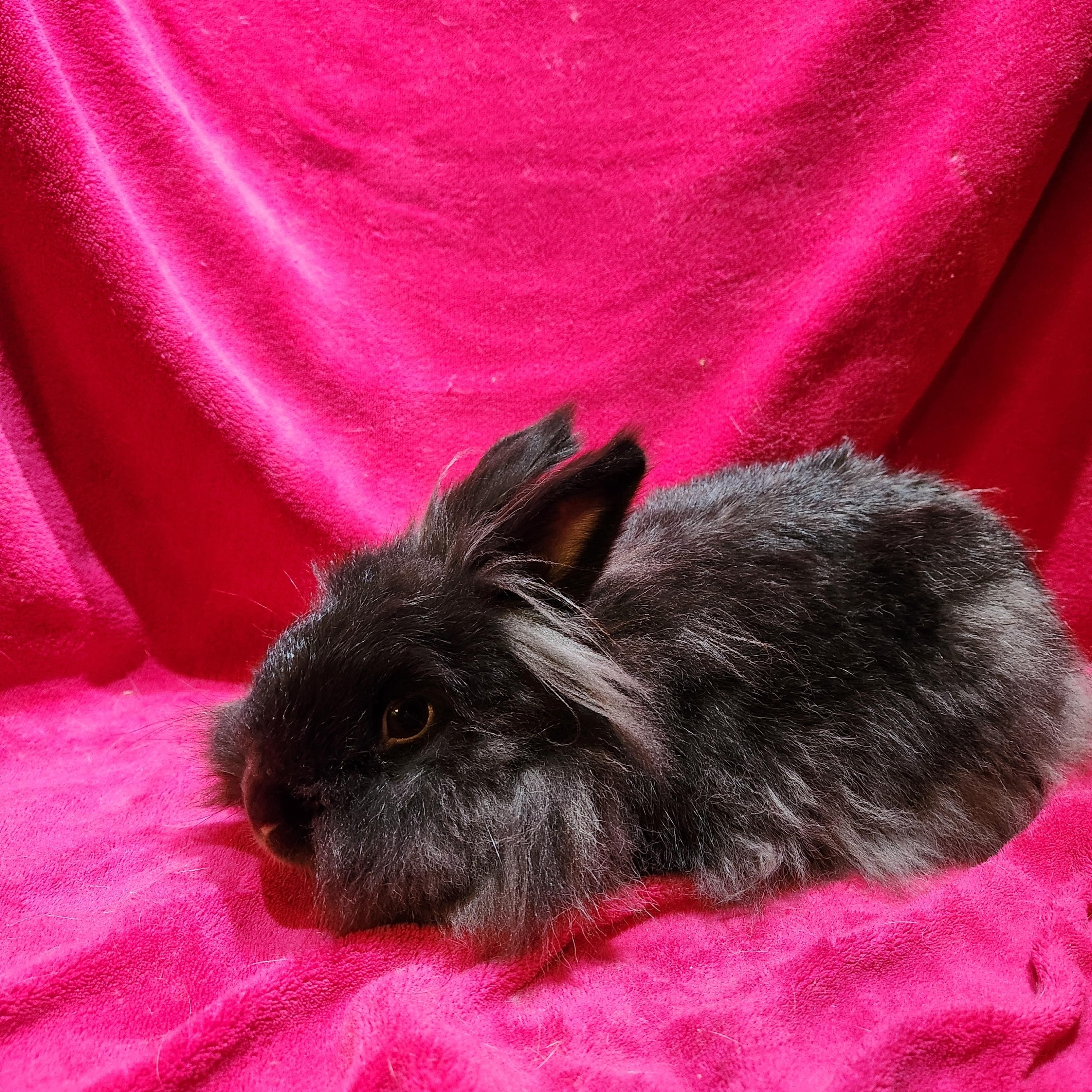 Enlarge Dr. Melphi, a Adopted Lionhead in Gig Harbor, WA image 3/4