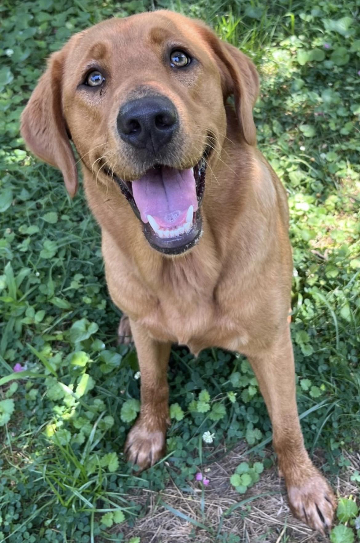 HARPER, adopted, Young Female Goldador.