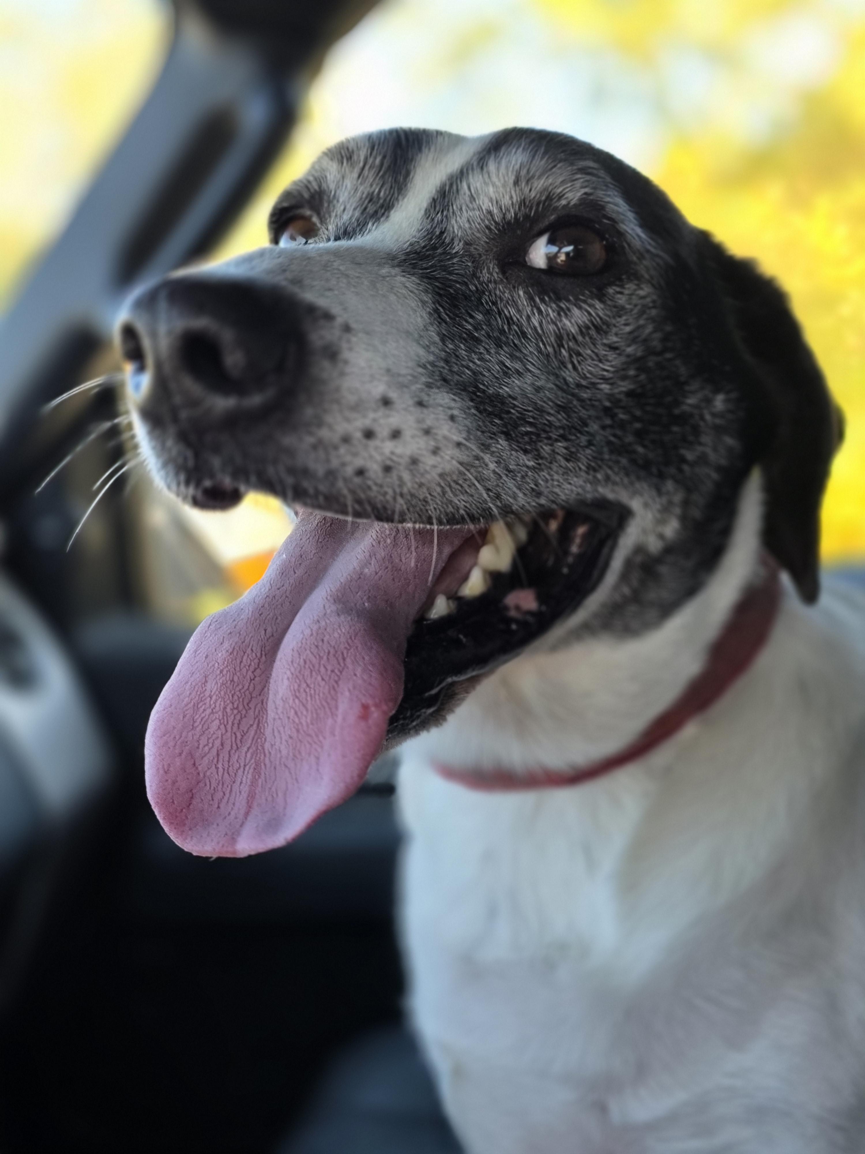 Flip, Adoptable, Adult Male Hound.