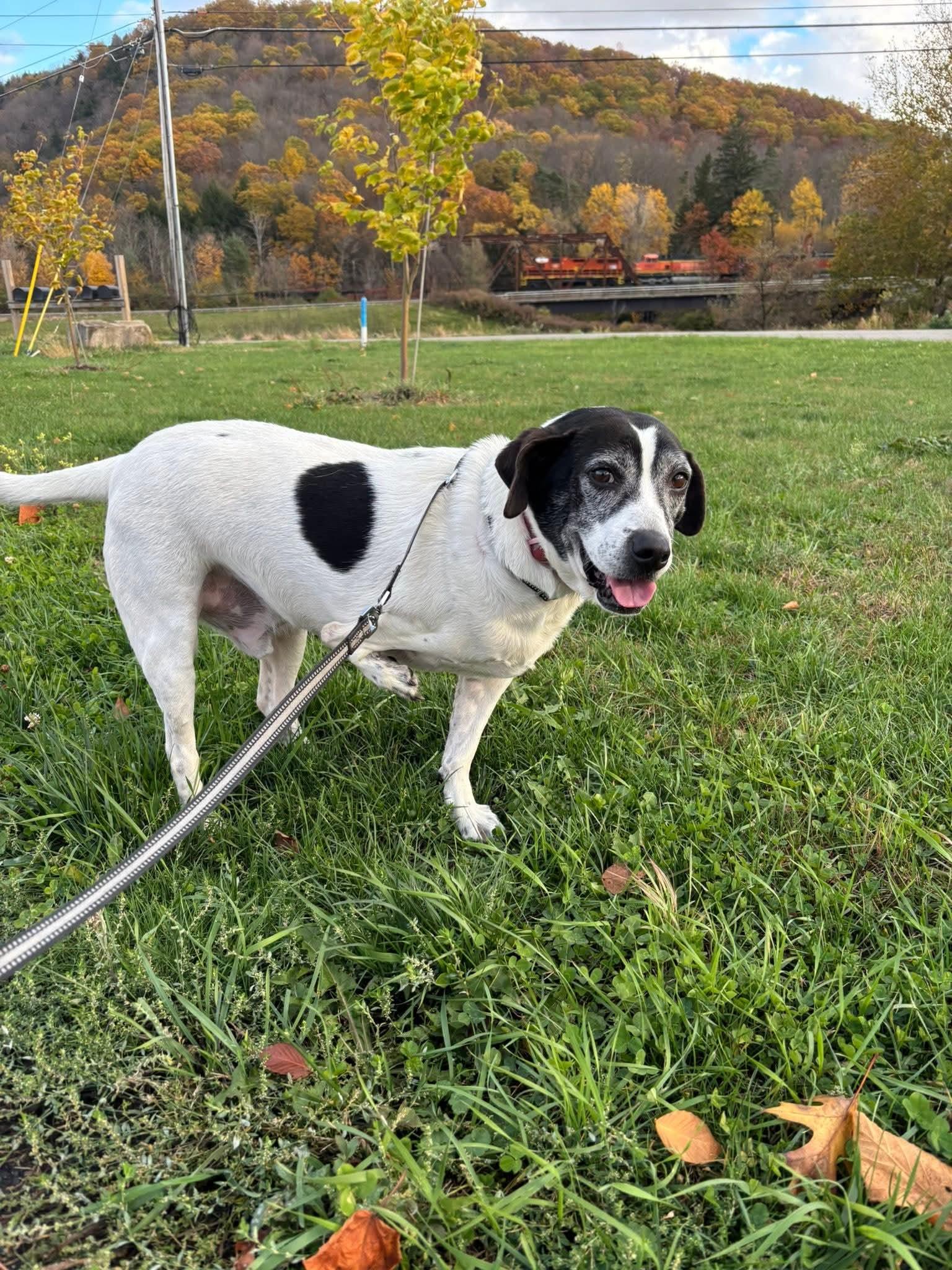 Enlarge Flip, a Adoptable mixed breed in Salamanca, NY image 2/5