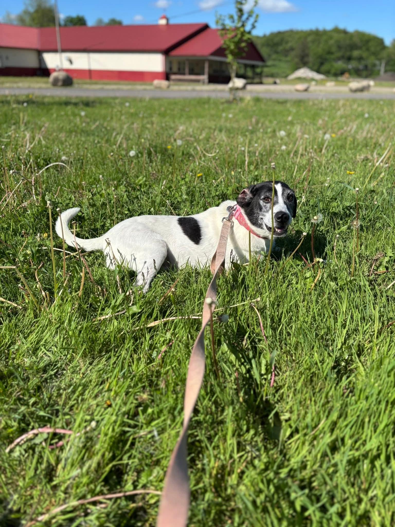 Enlarge Flip, a Adoptable mixed breed in Salamanca, NY image 3/5