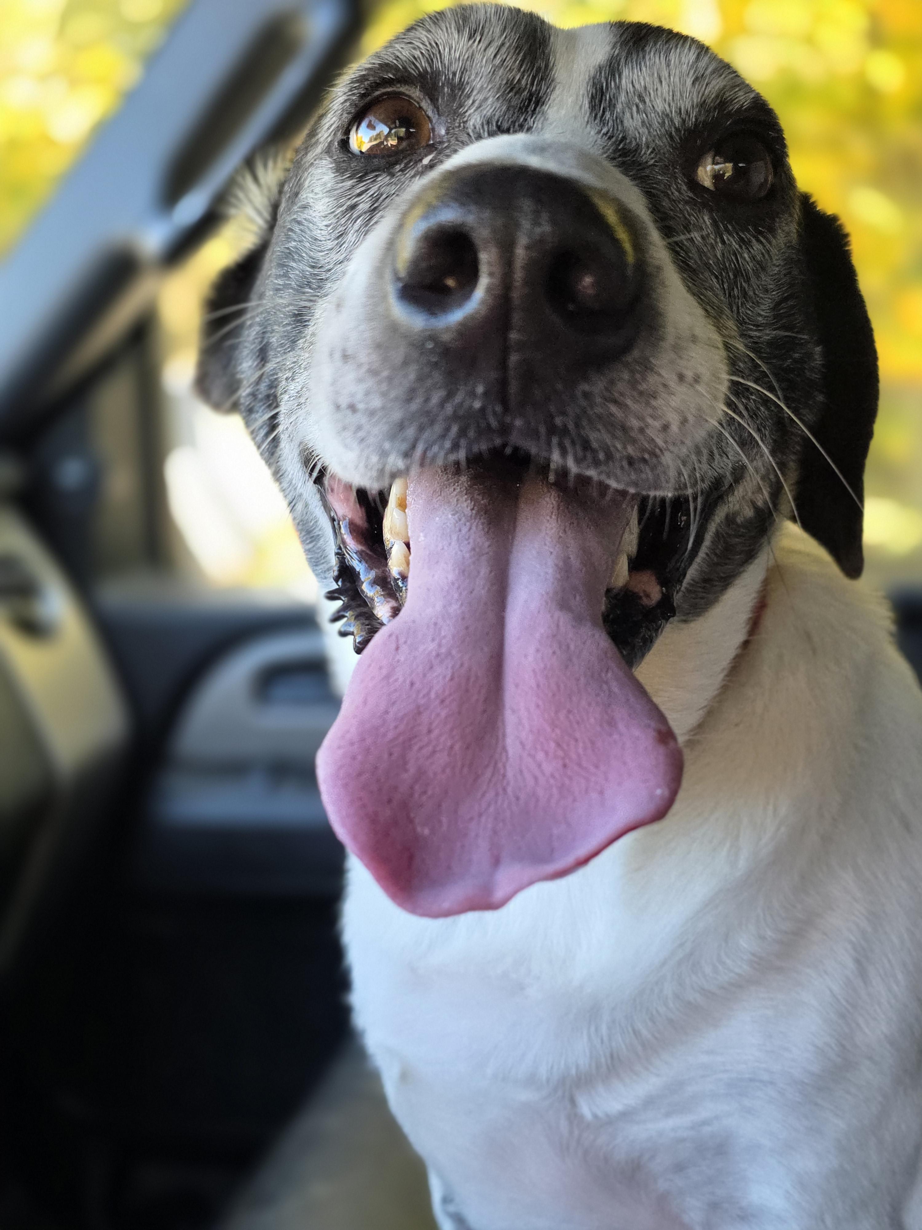 Enlarge Flip, a Adoptable mixed breed in Salamanca, NY image 5/5