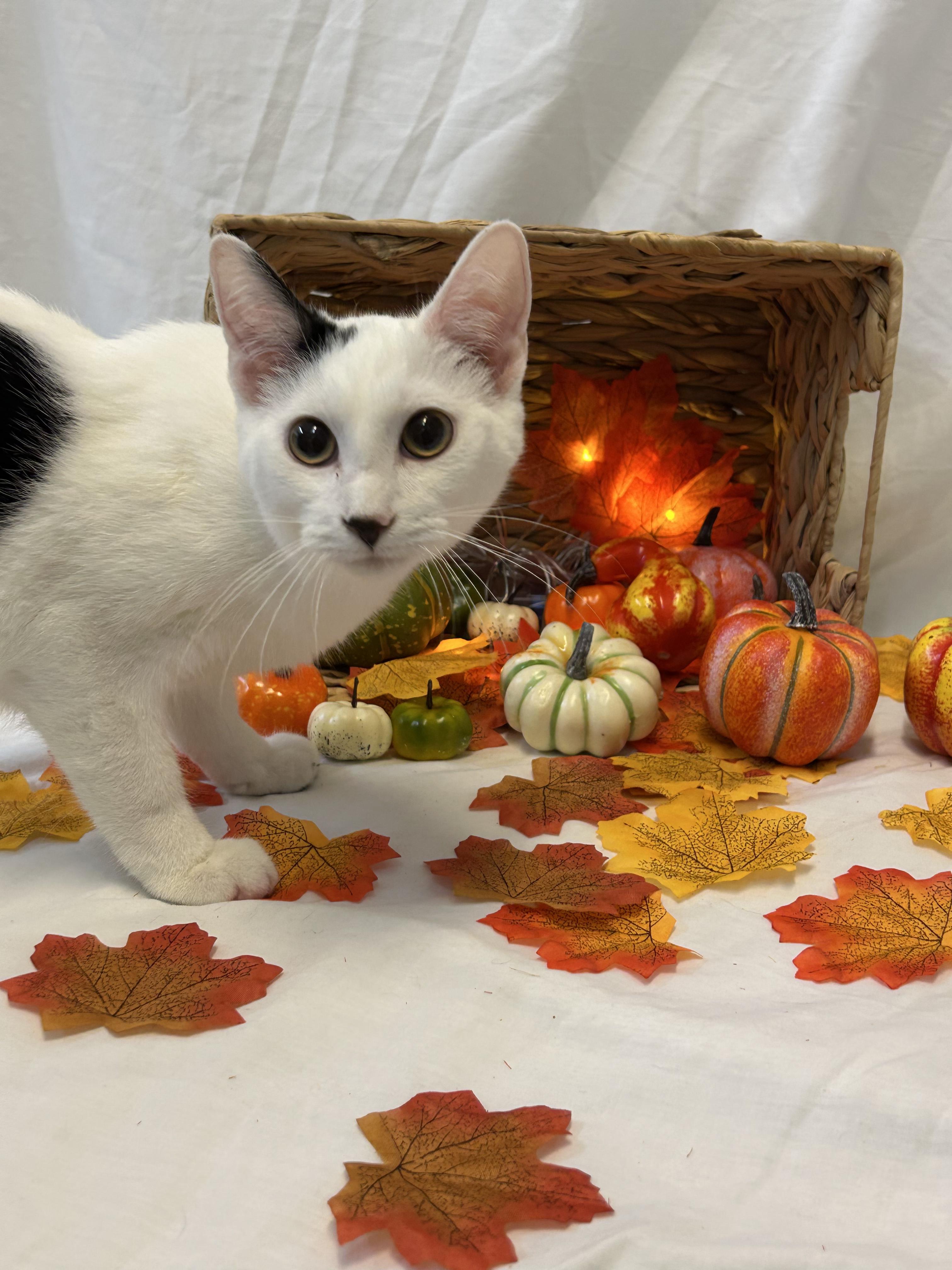 Luc, Adoptable, Kitten Male Domestic Short Hair.