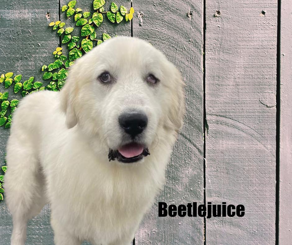 Enlarge Beetlejuice, a ADOPTABLE Great Pyrenees in Marshville, NC image 3/3