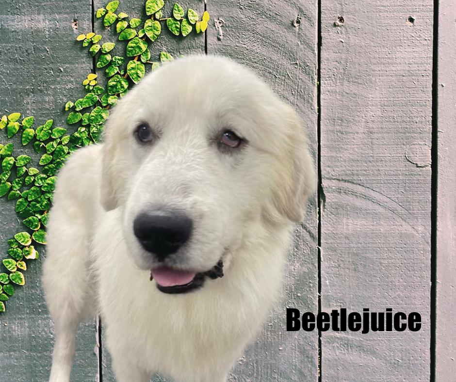 Enlarge Beetlejuice, a ADOPTABLE Great Pyrenees in Marshville, NC image 1/3