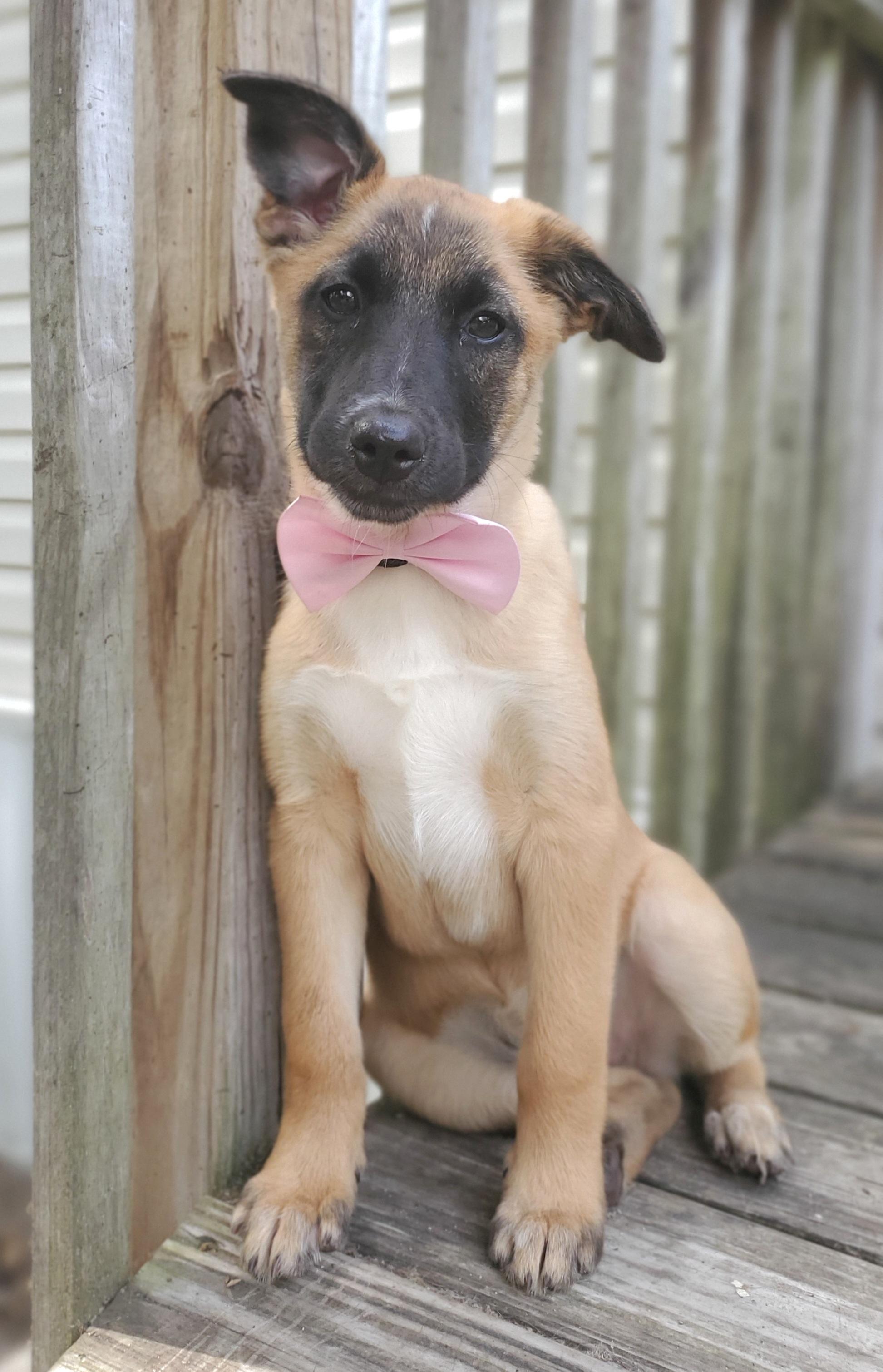 Enlarge Rory, a Adoptable mixed breed in Fayetteville , NC image 5/6