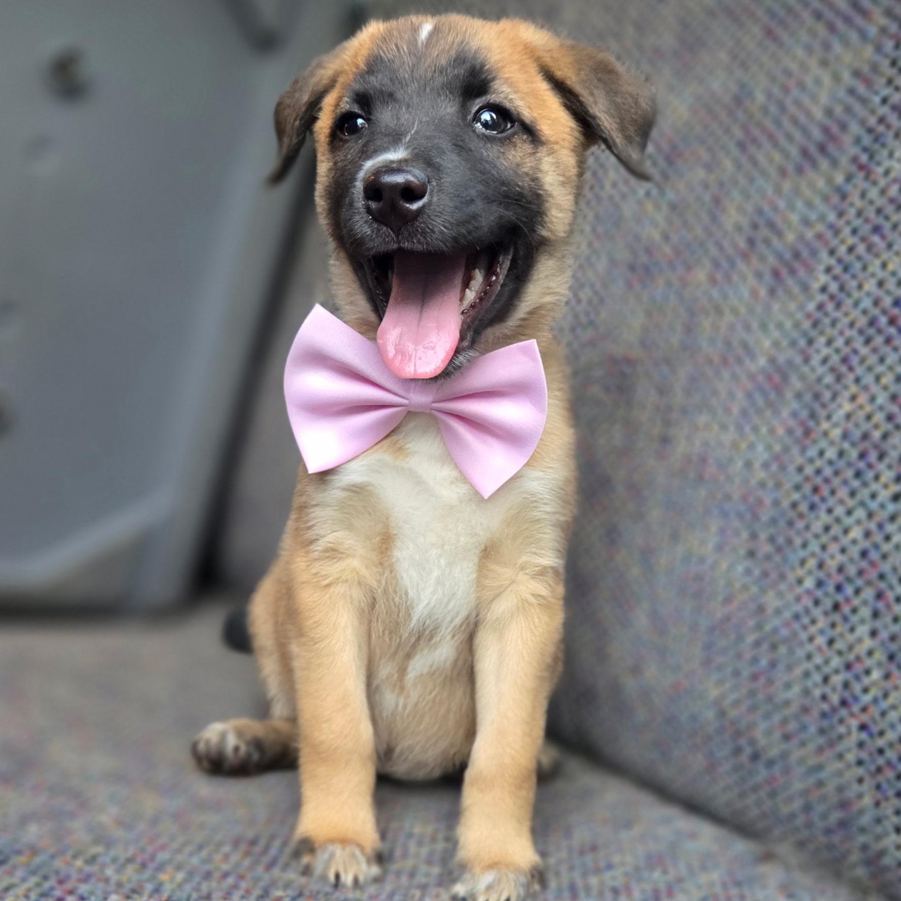 Rory, Adoptable, Puppy Female German Shepherd Dog & Mixed Breed.