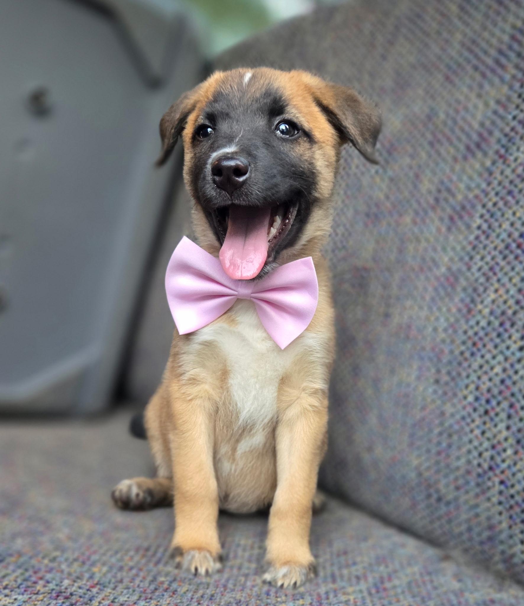 Enlarge Rory, a Adoptable mixed breed in Fayetteville , NC image 5/6