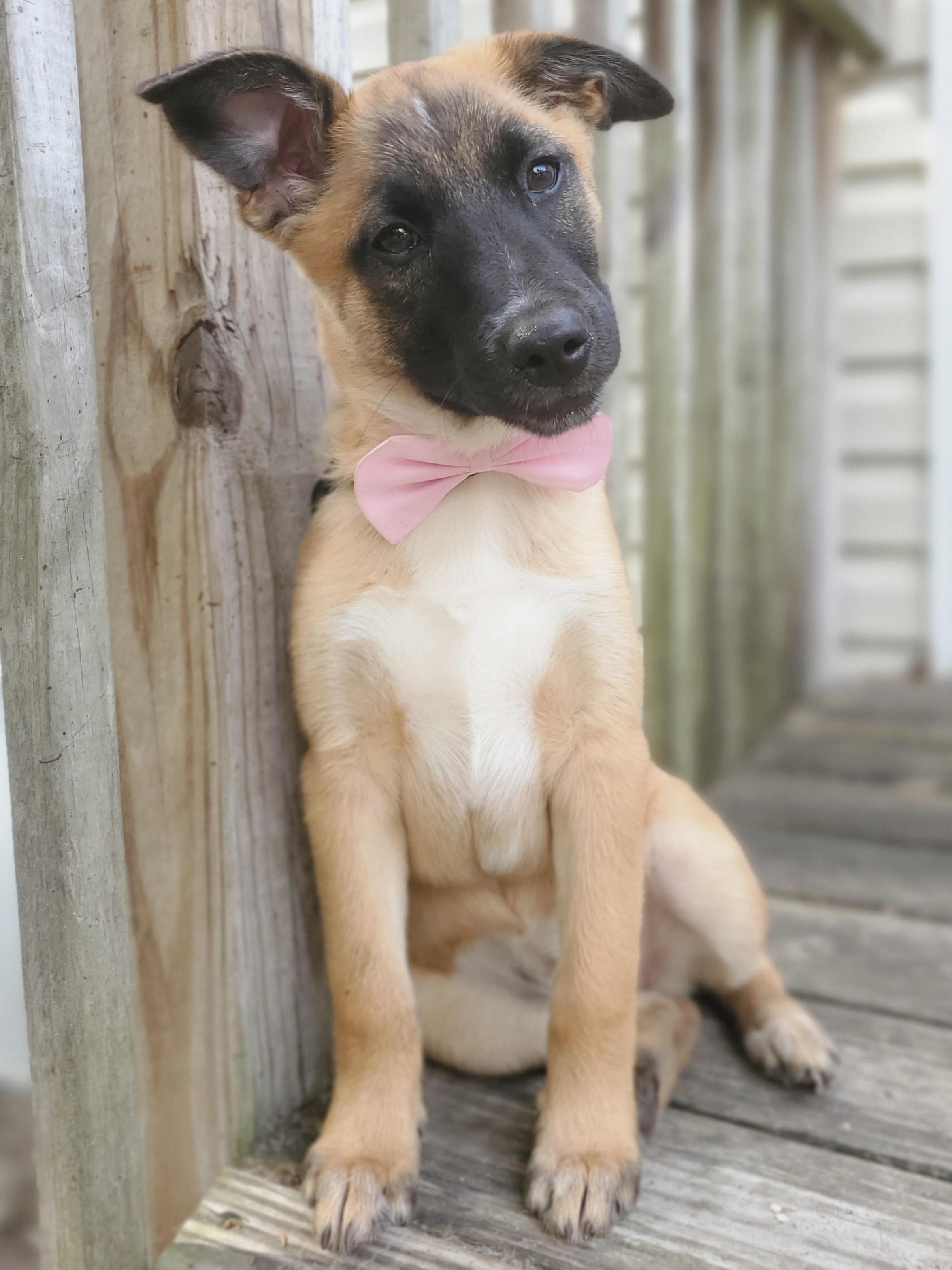 Enlarge Rory, a Adoptable mixed breed in Fayetteville , NC image 4/6