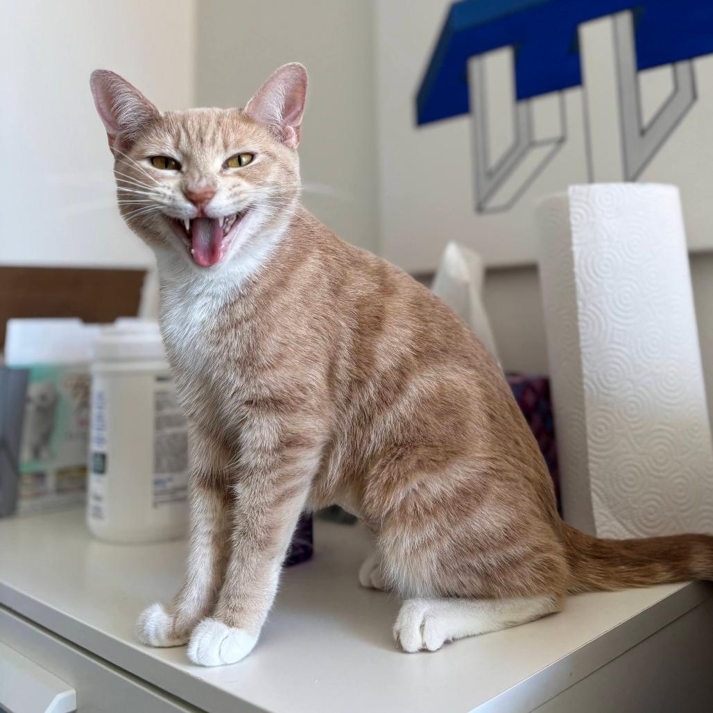 Daffodil, Adoptable, Young Female Domestic Short Hair.