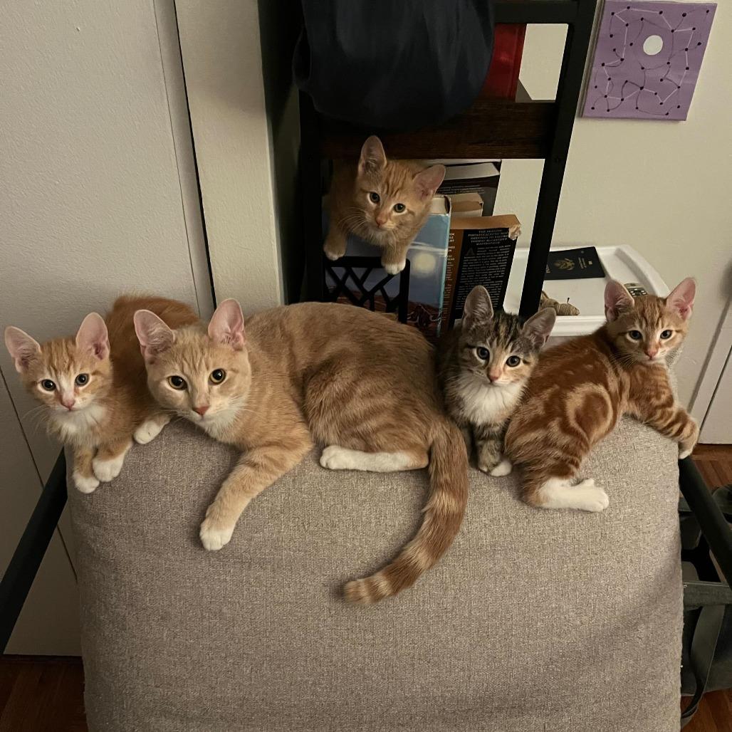 Enlarge Daffodil, a Adoptable Domestic Short Hair in New York, NY image 2/6