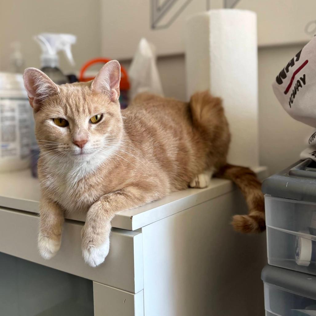 Enlarge Daffodil, a Adoptable Domestic Short Hair in New York, NY image 3/6