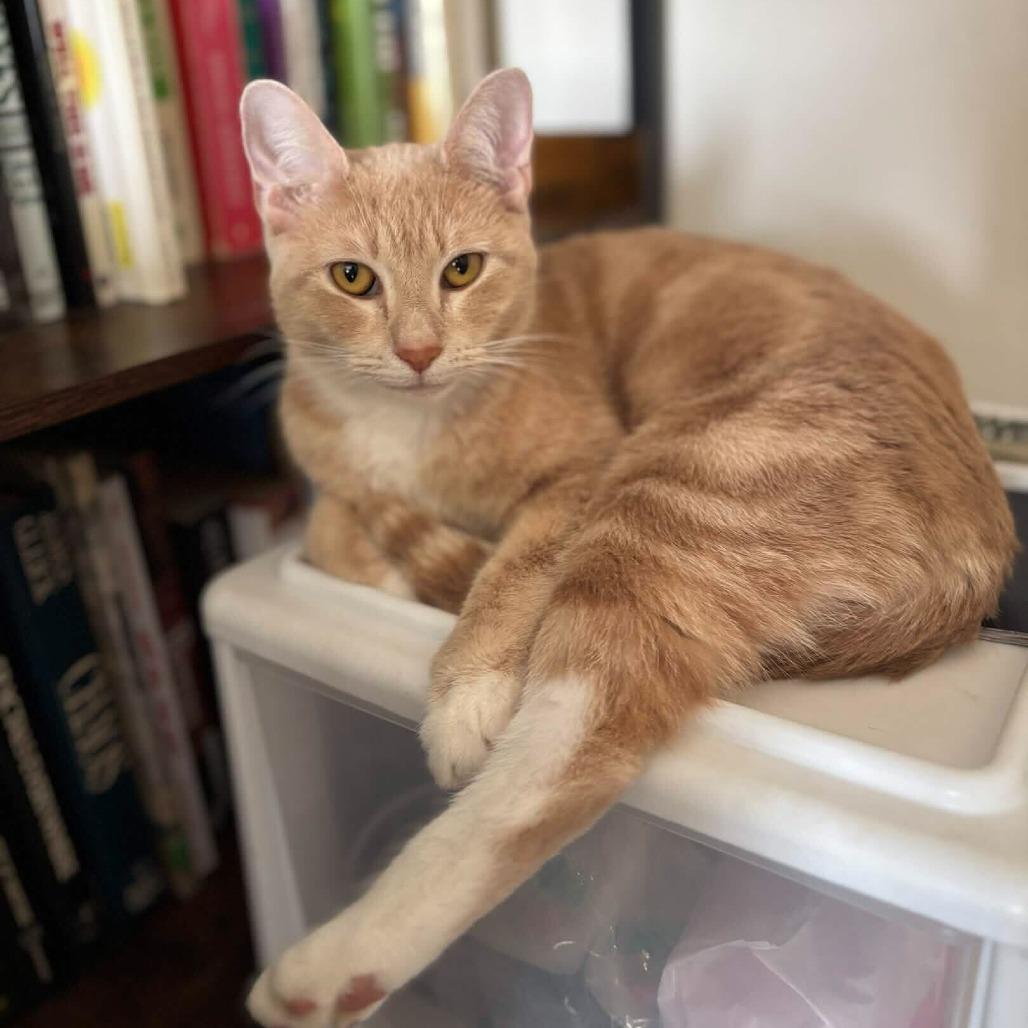 Enlarge Daffodil, a Adoptable Domestic Short Hair in New York, NY image 4/6